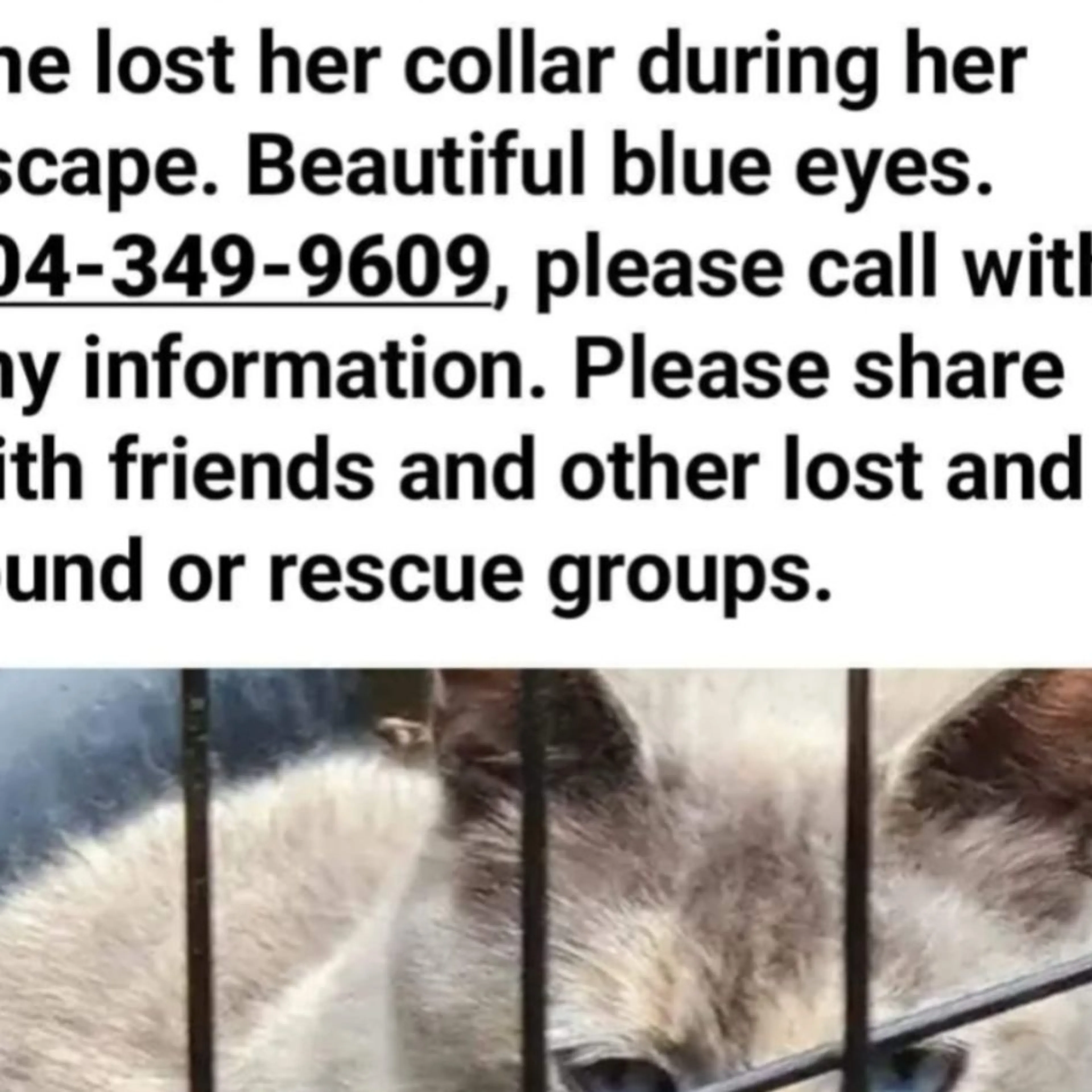 Lost pet