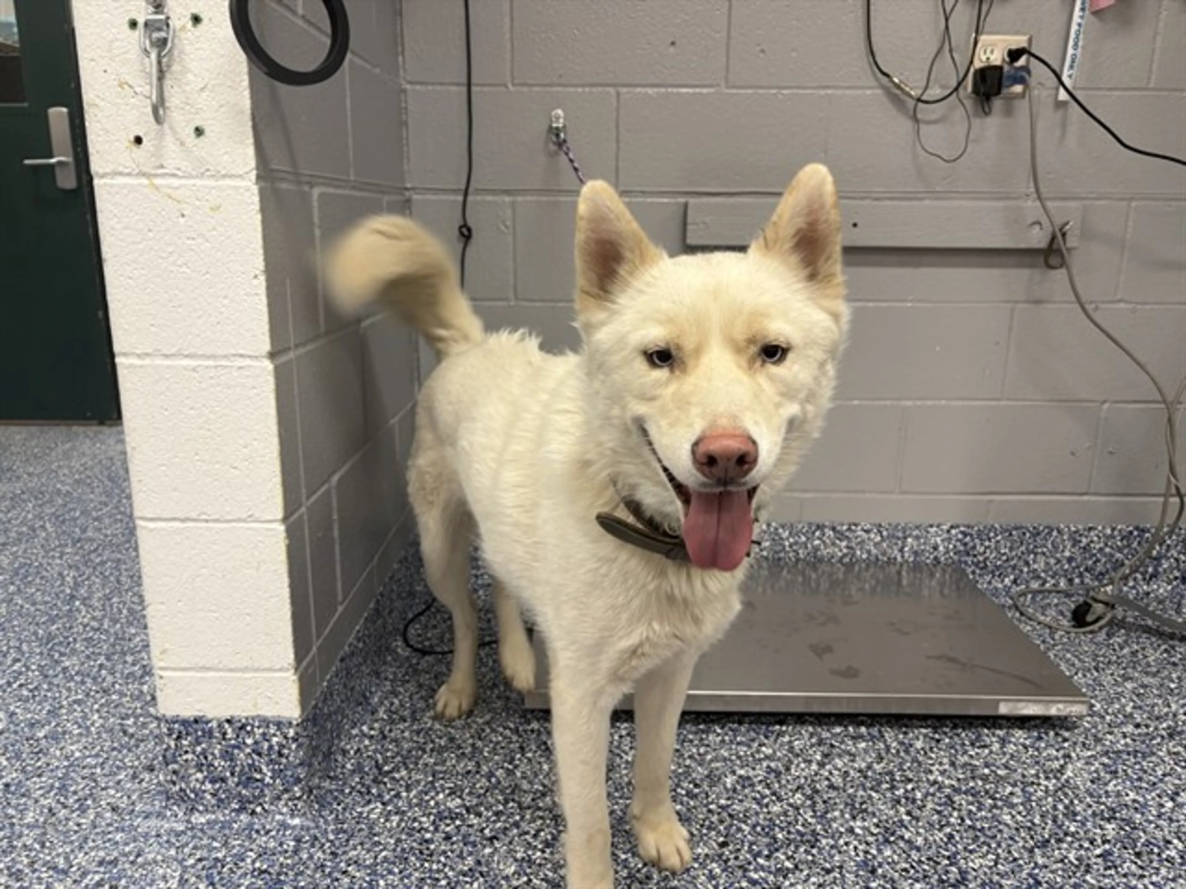 Found pet