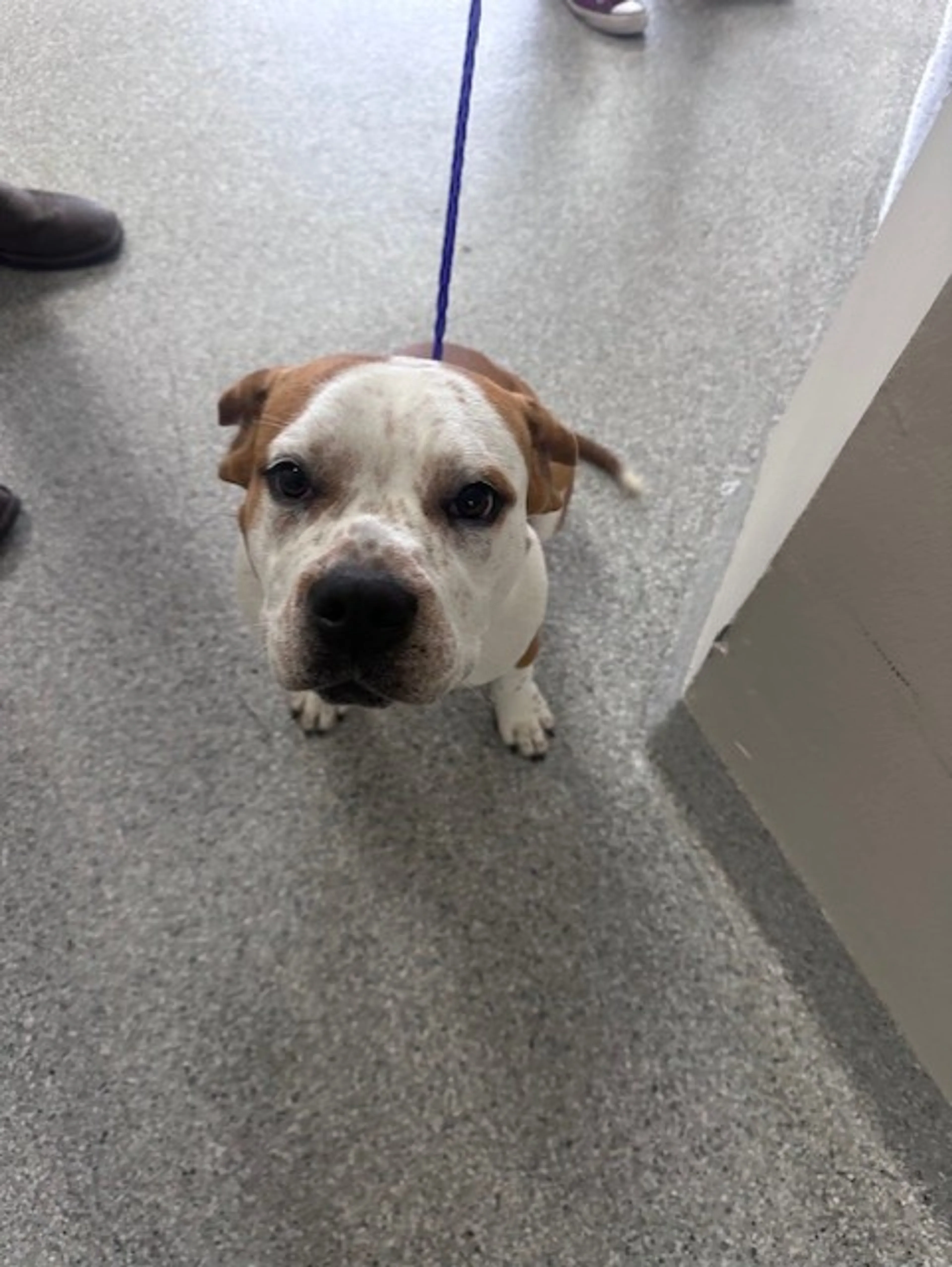 Found pet