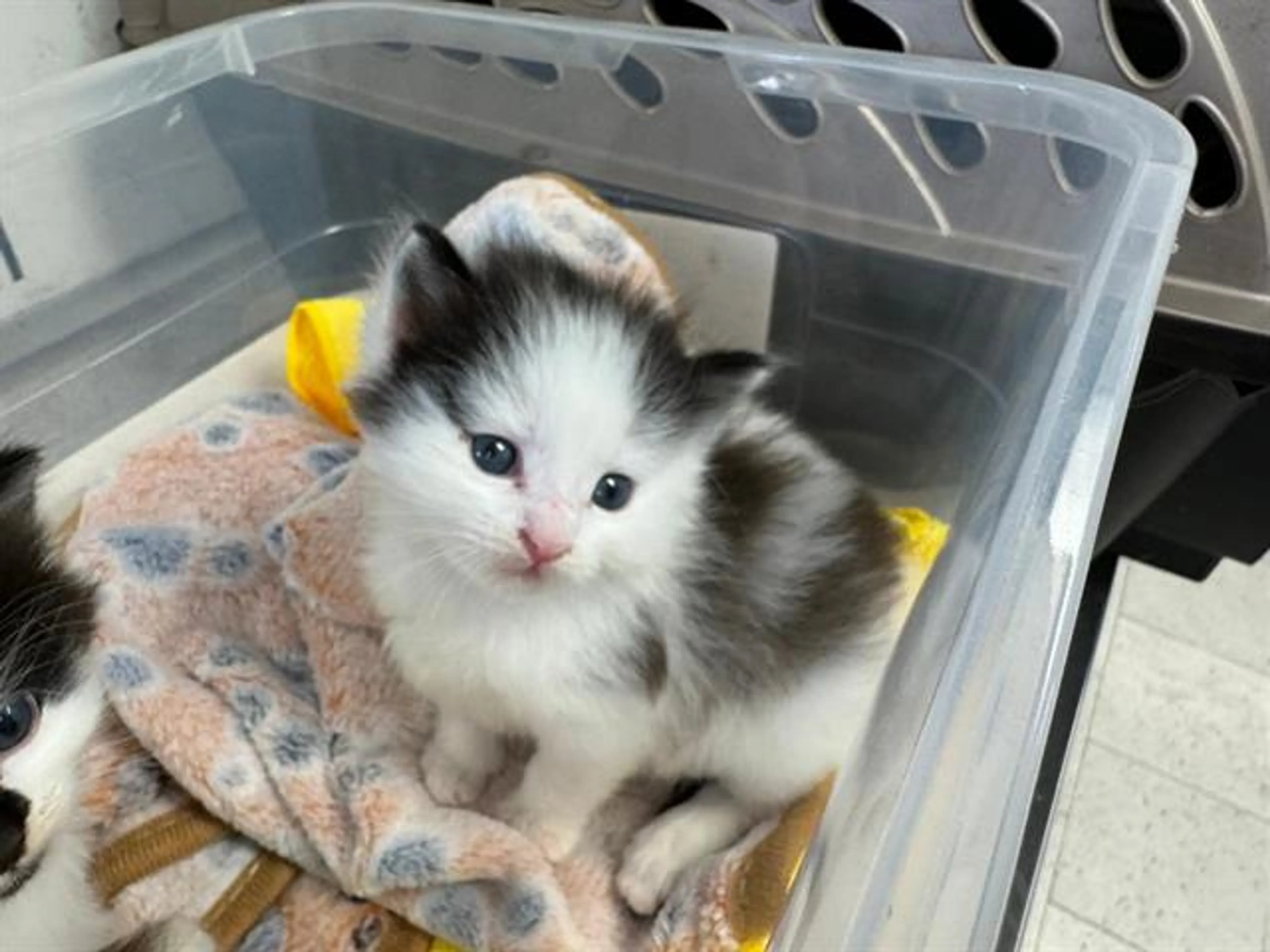 Found pet