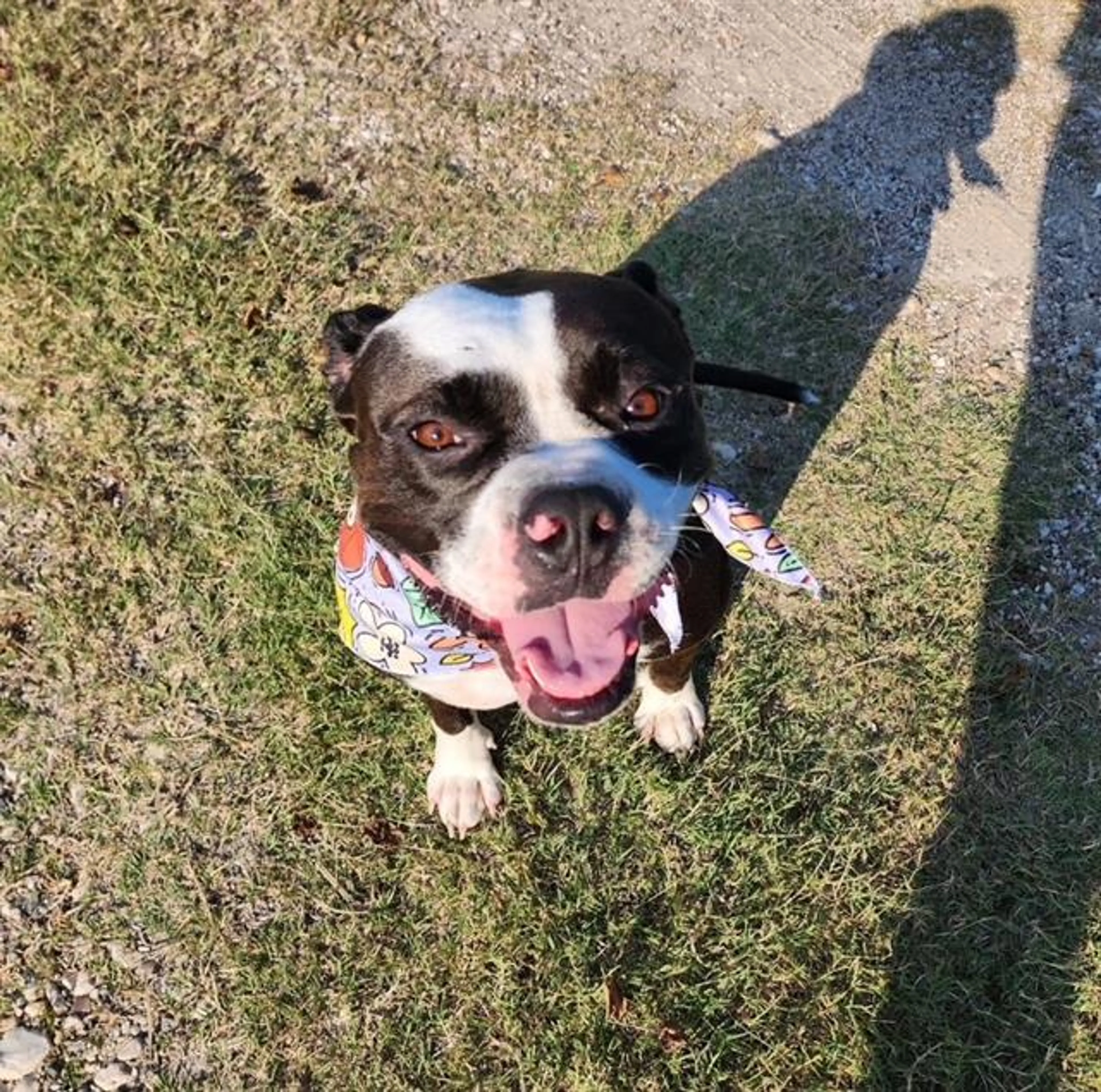 Found pet