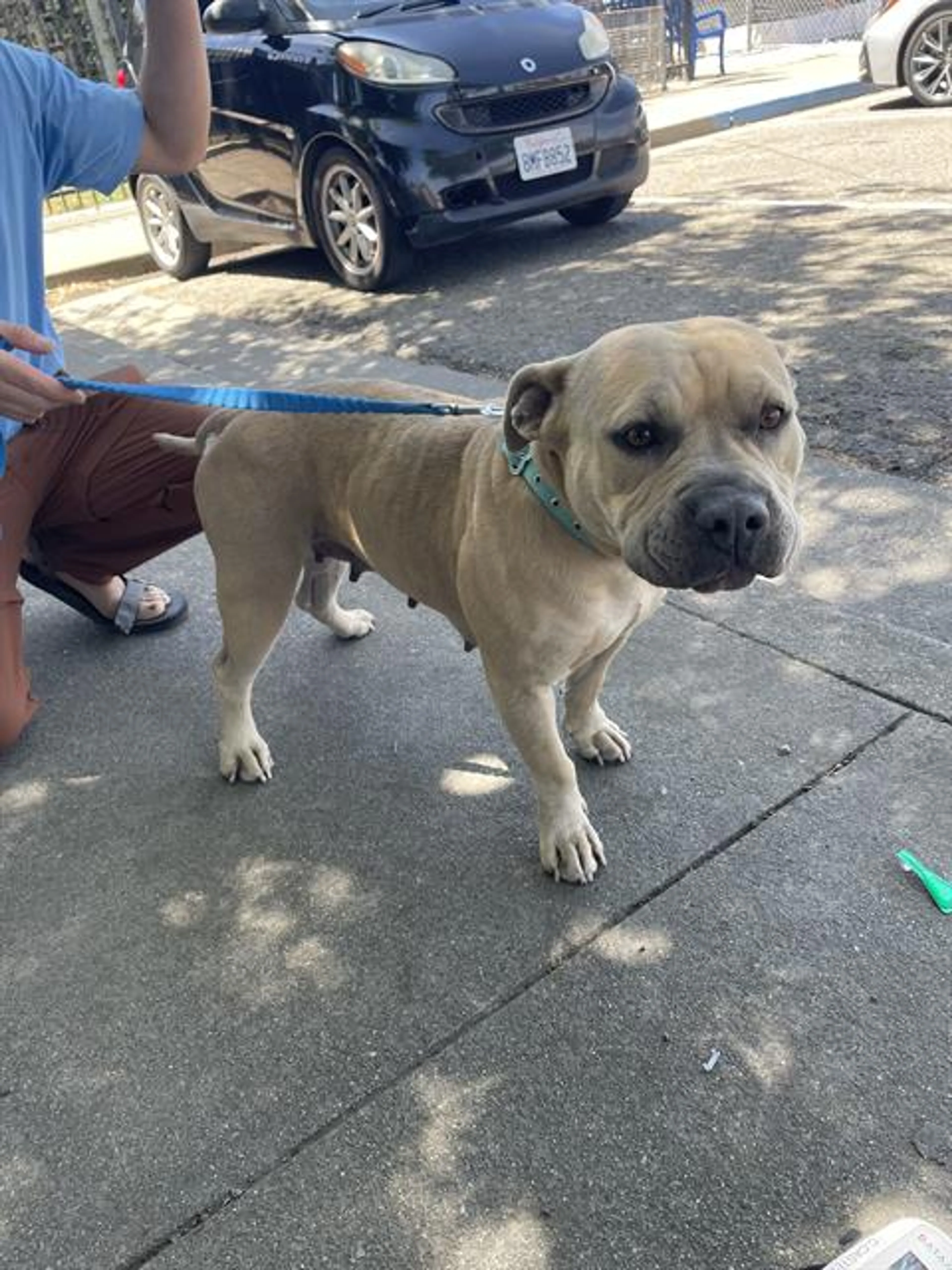 Found pet