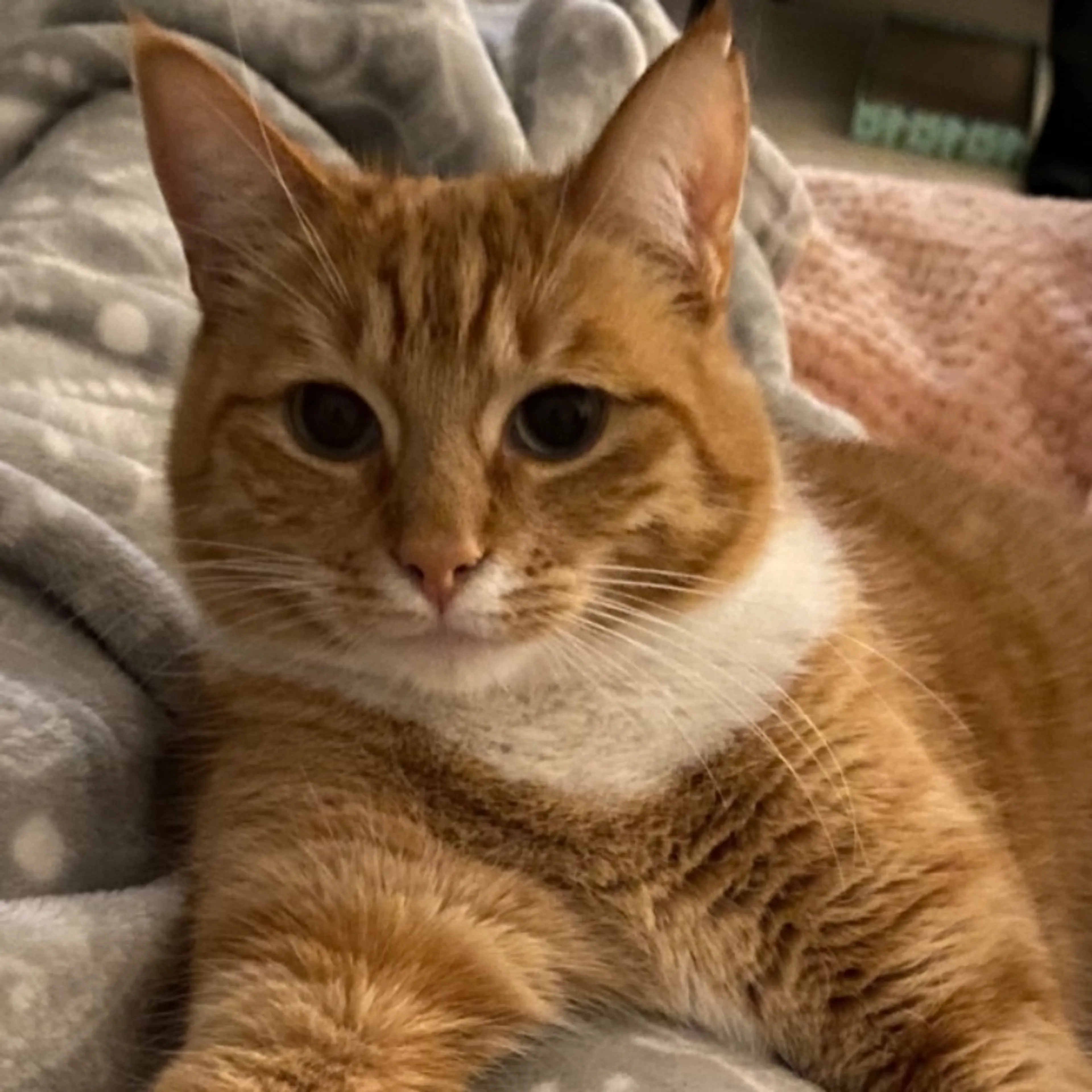 Lost pet