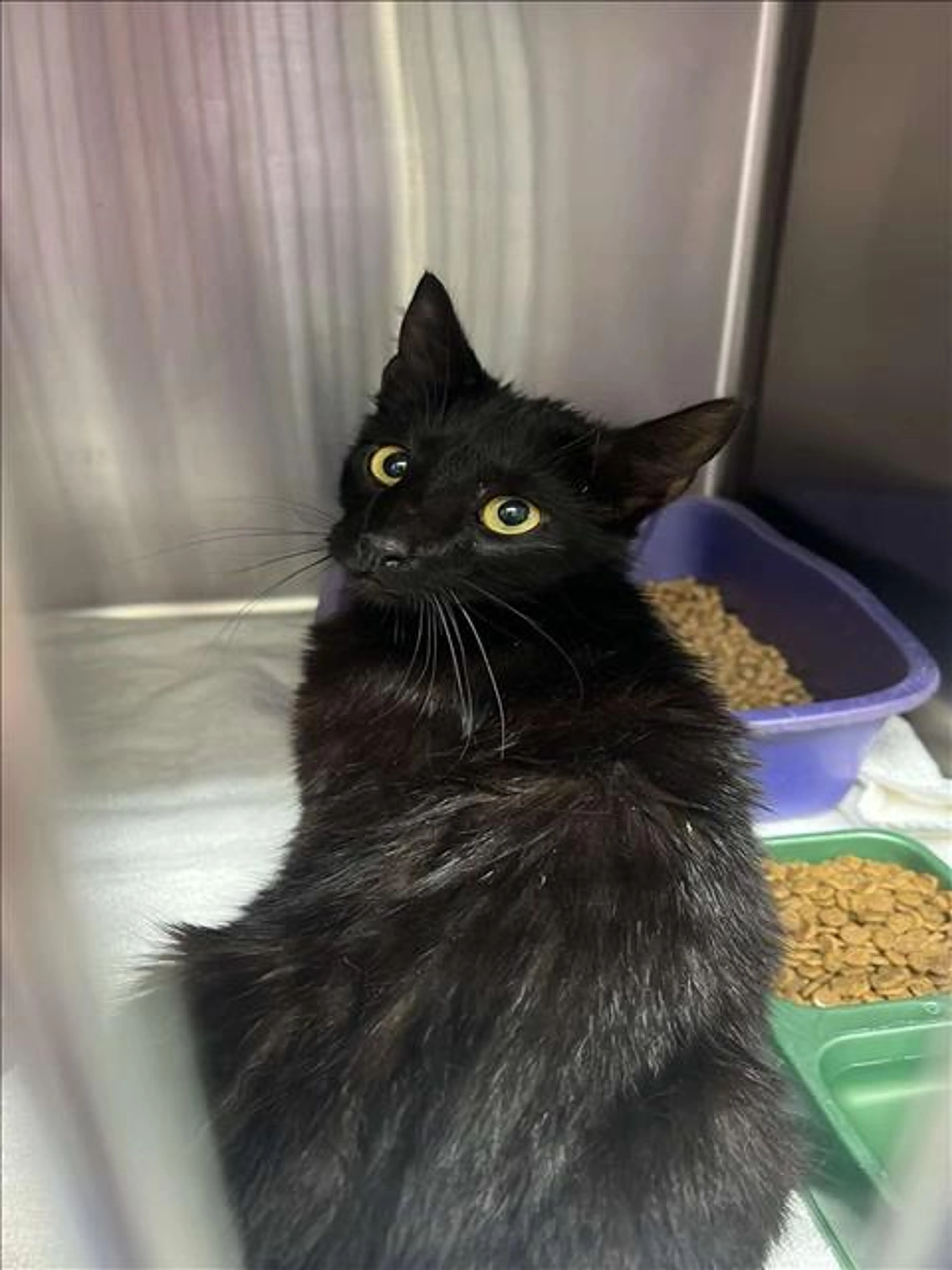 Found pet