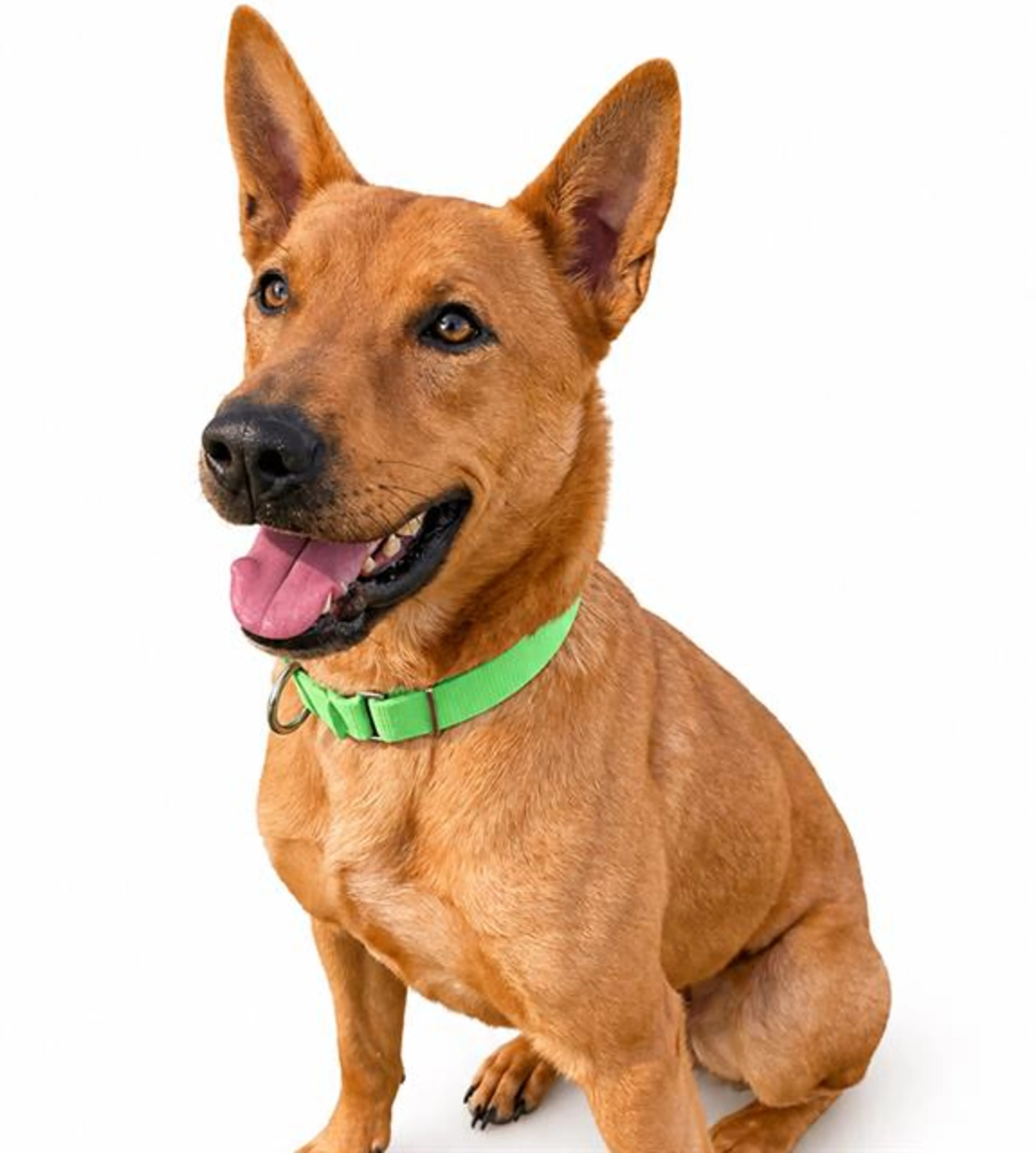 Found pet