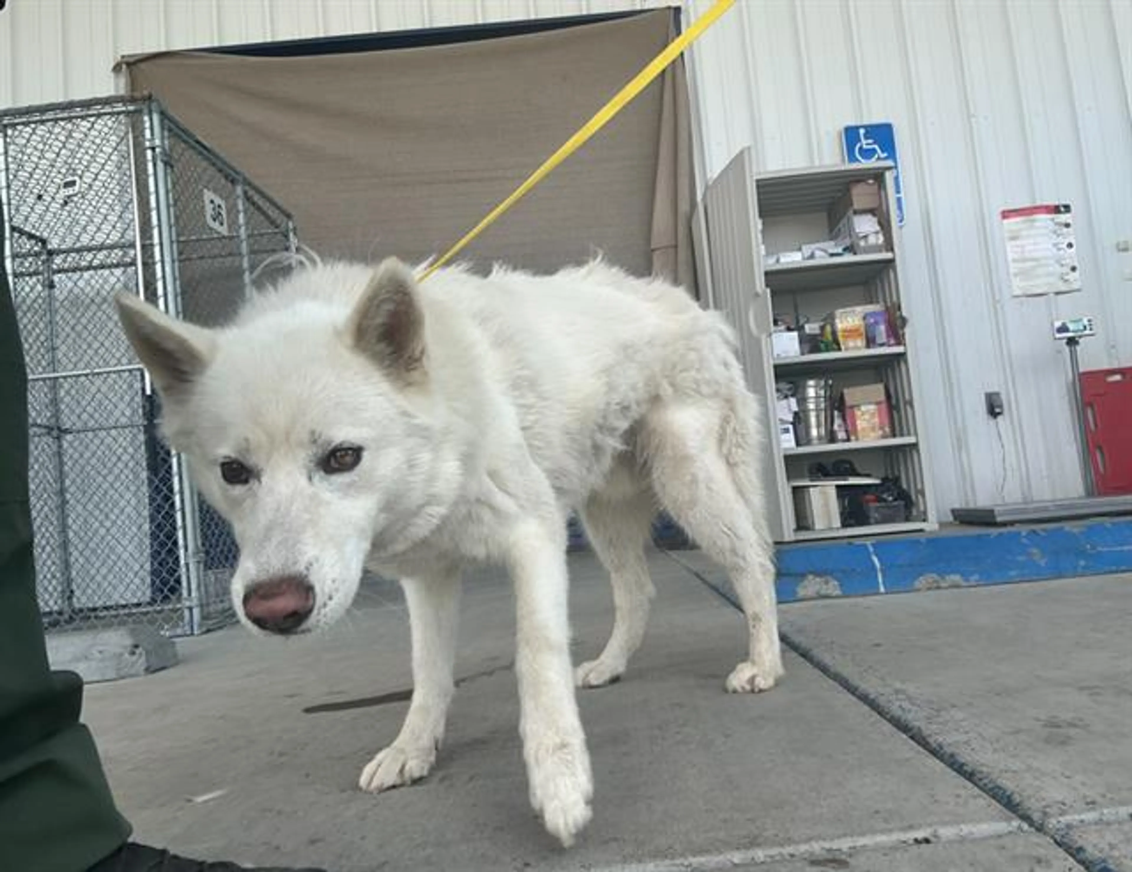 Found pet