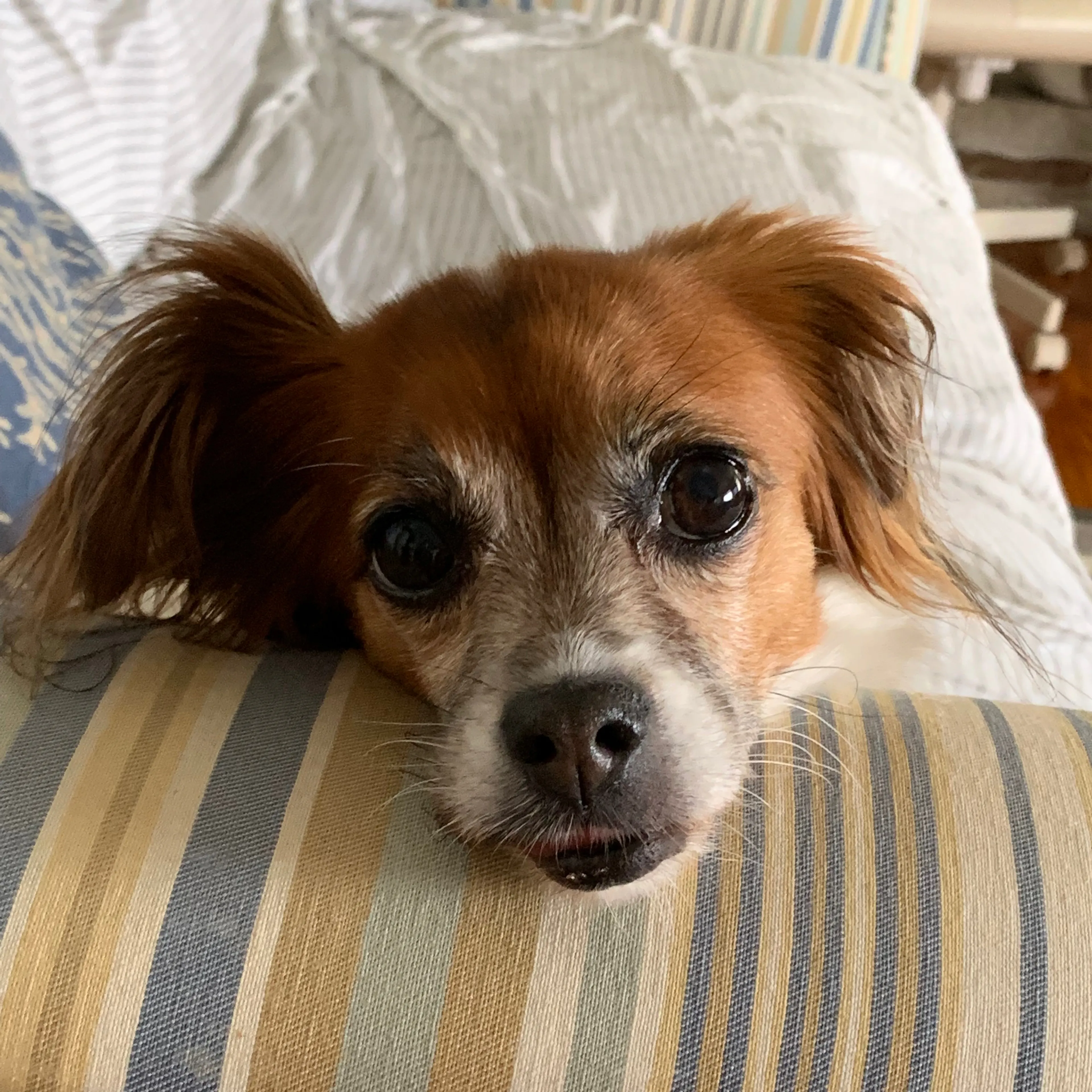 Lost pet-2