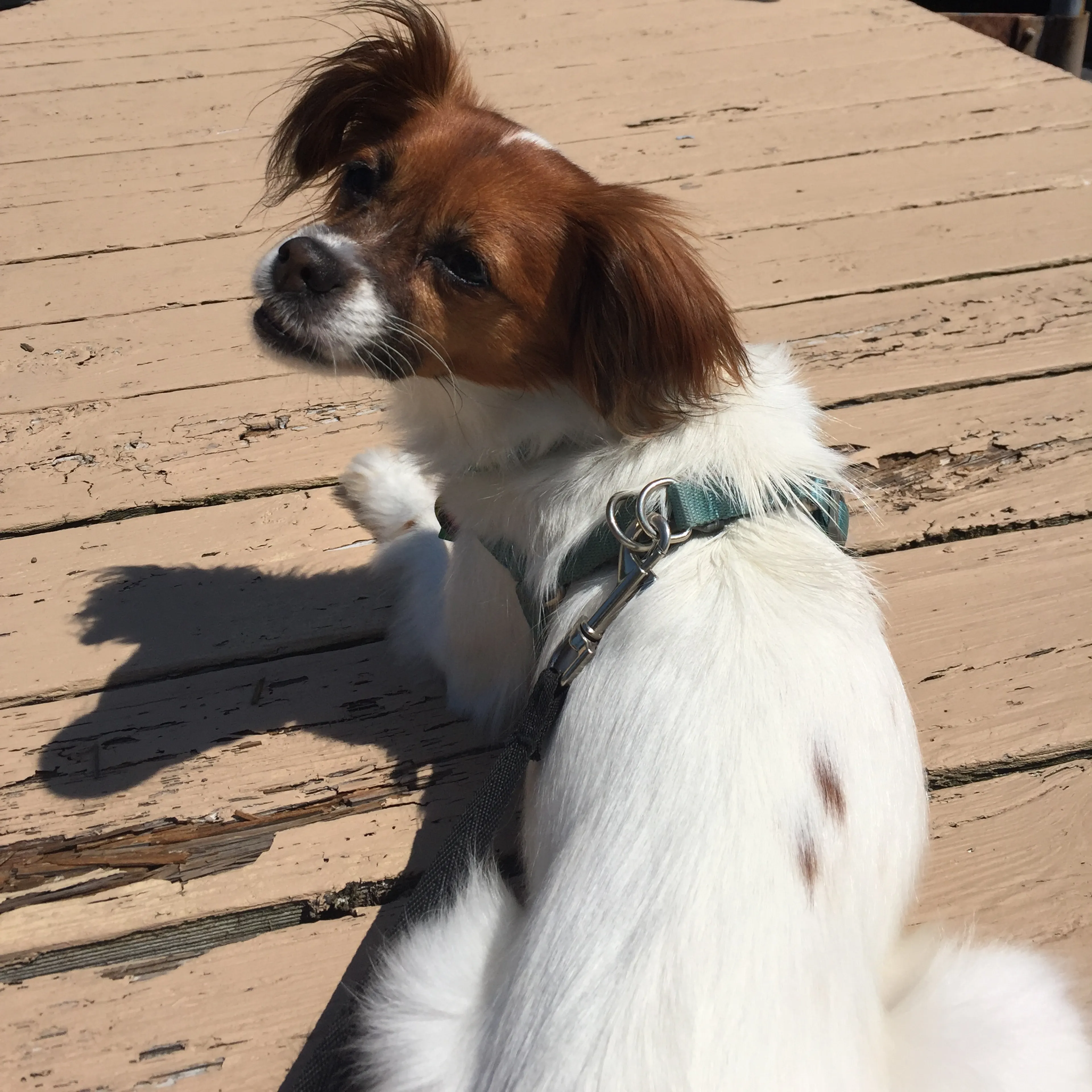 Lost pet-3