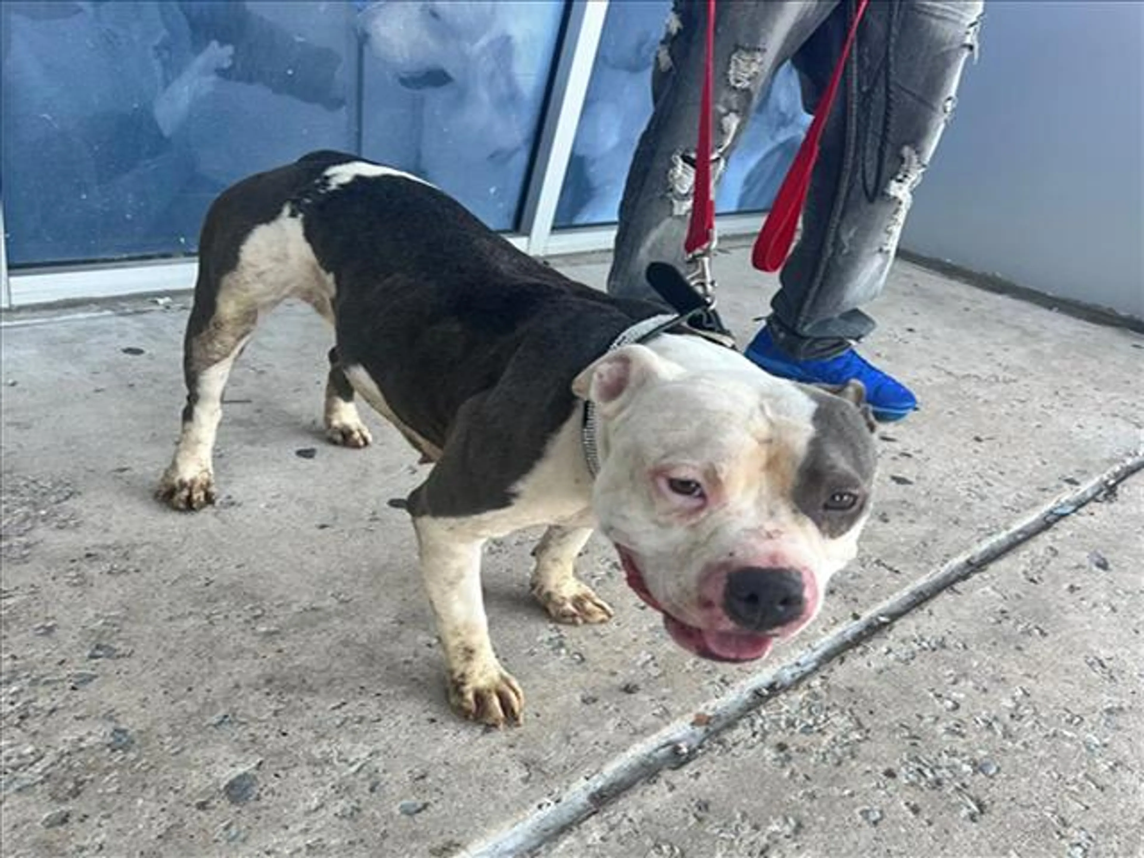 Found pet