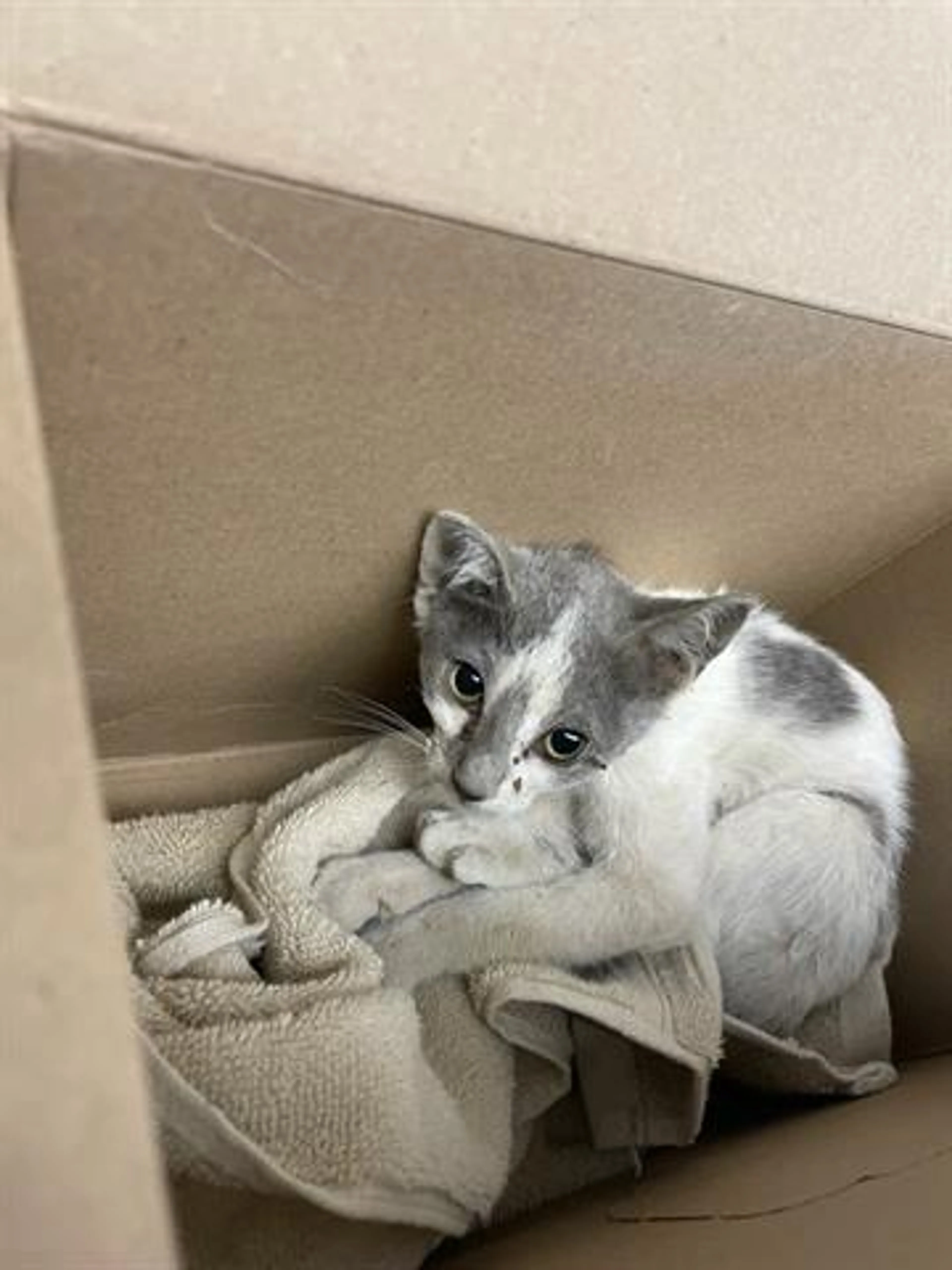 Found pet