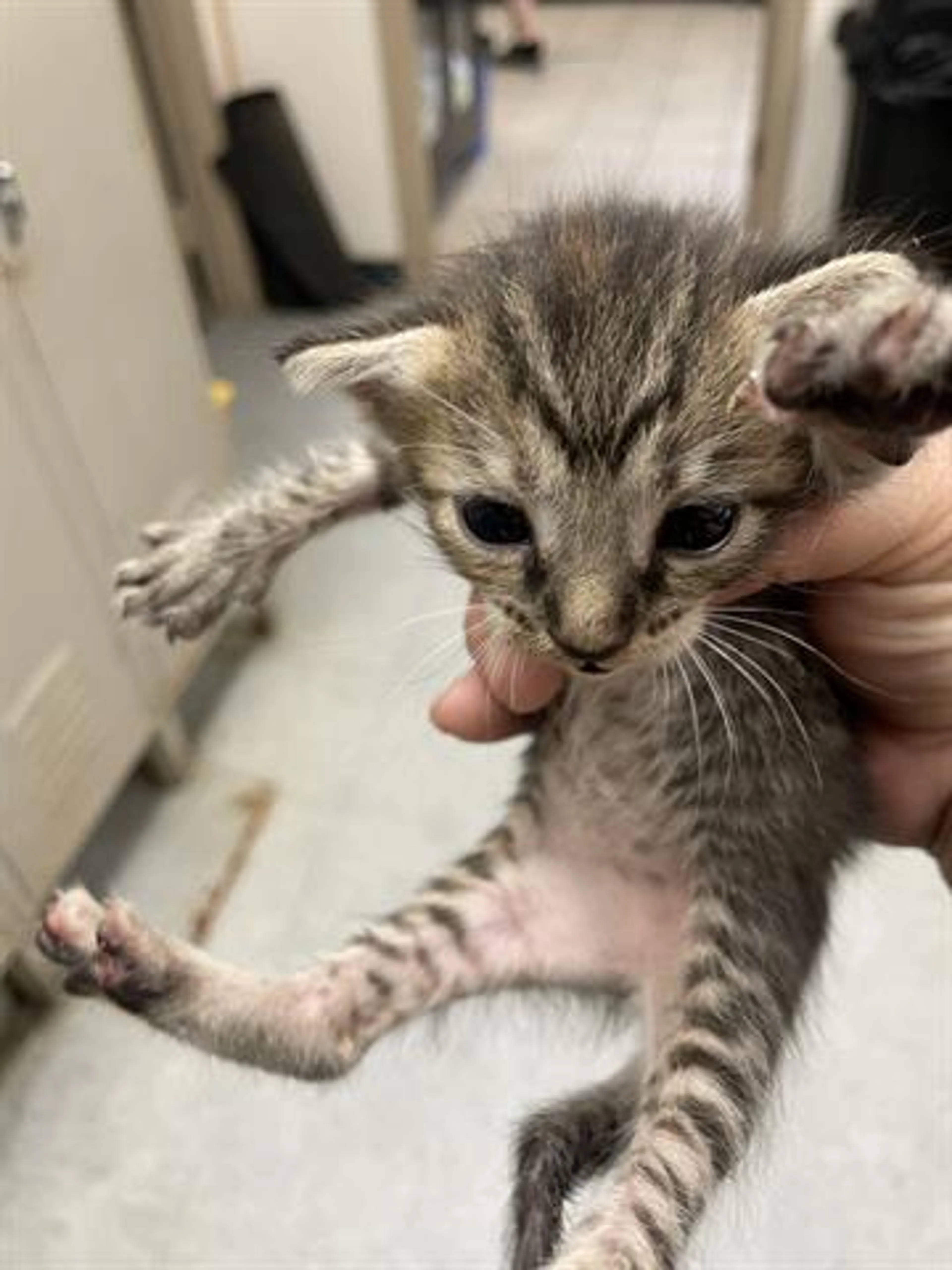 Found pet