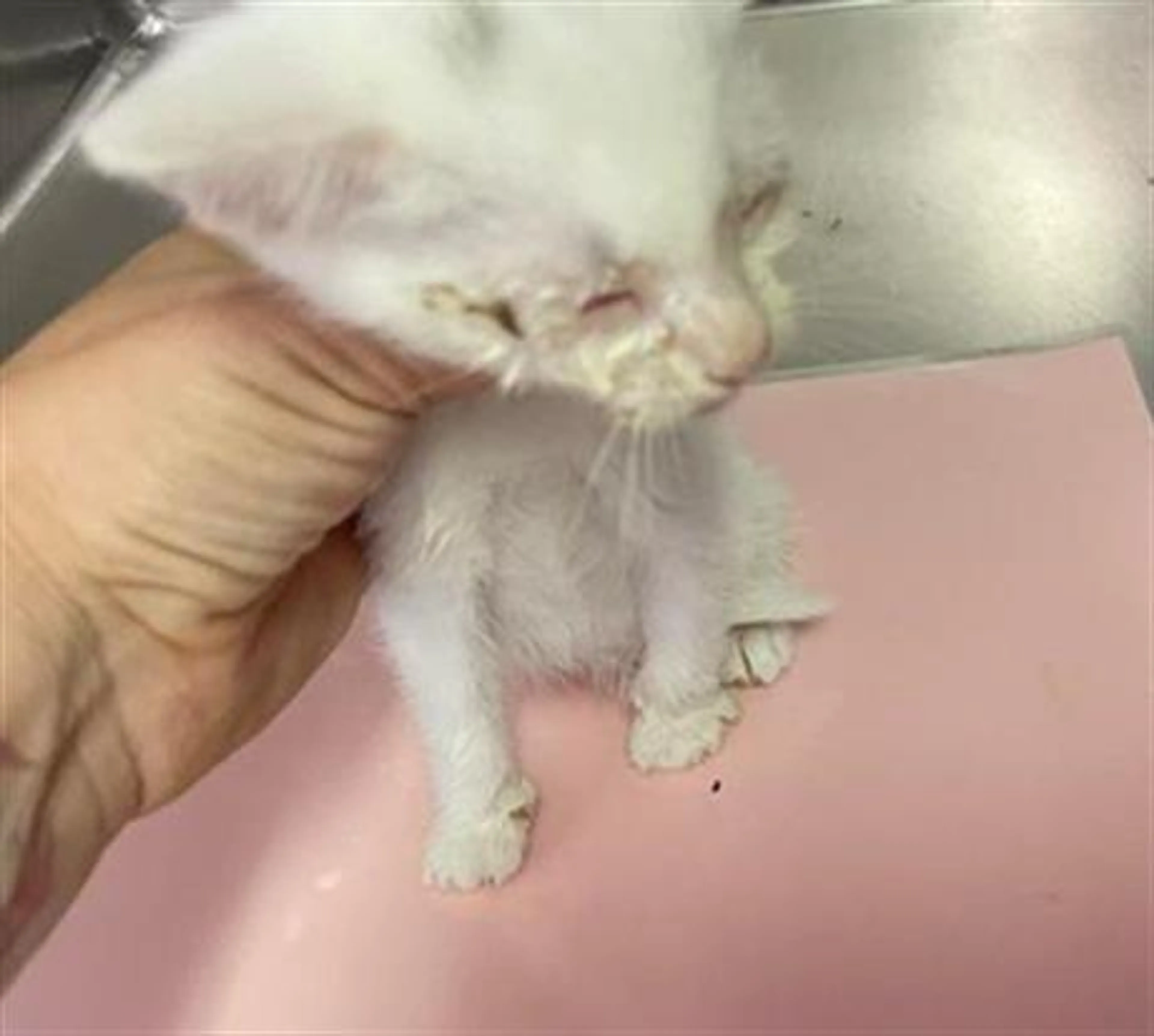 Found pet