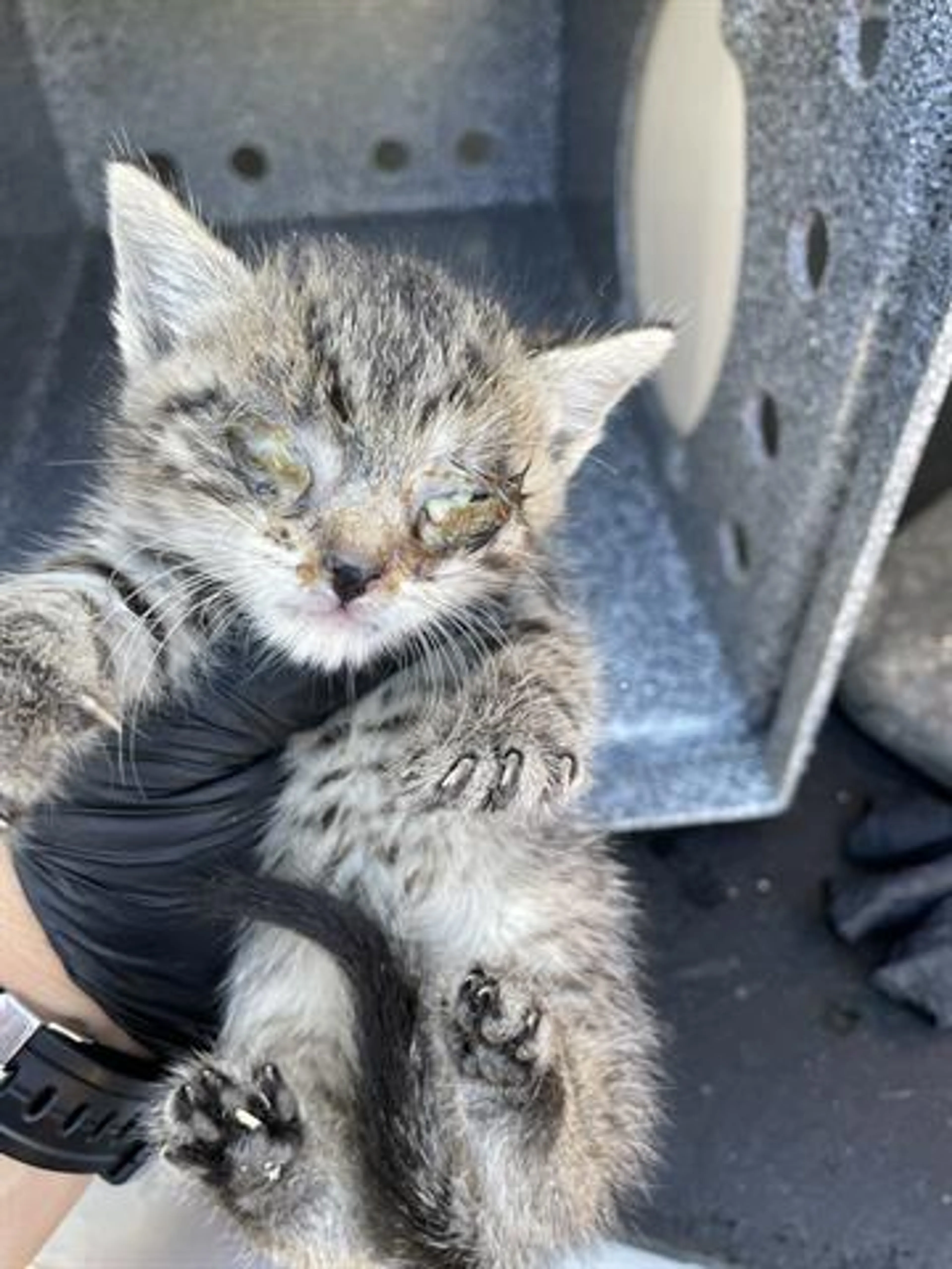 Found pet