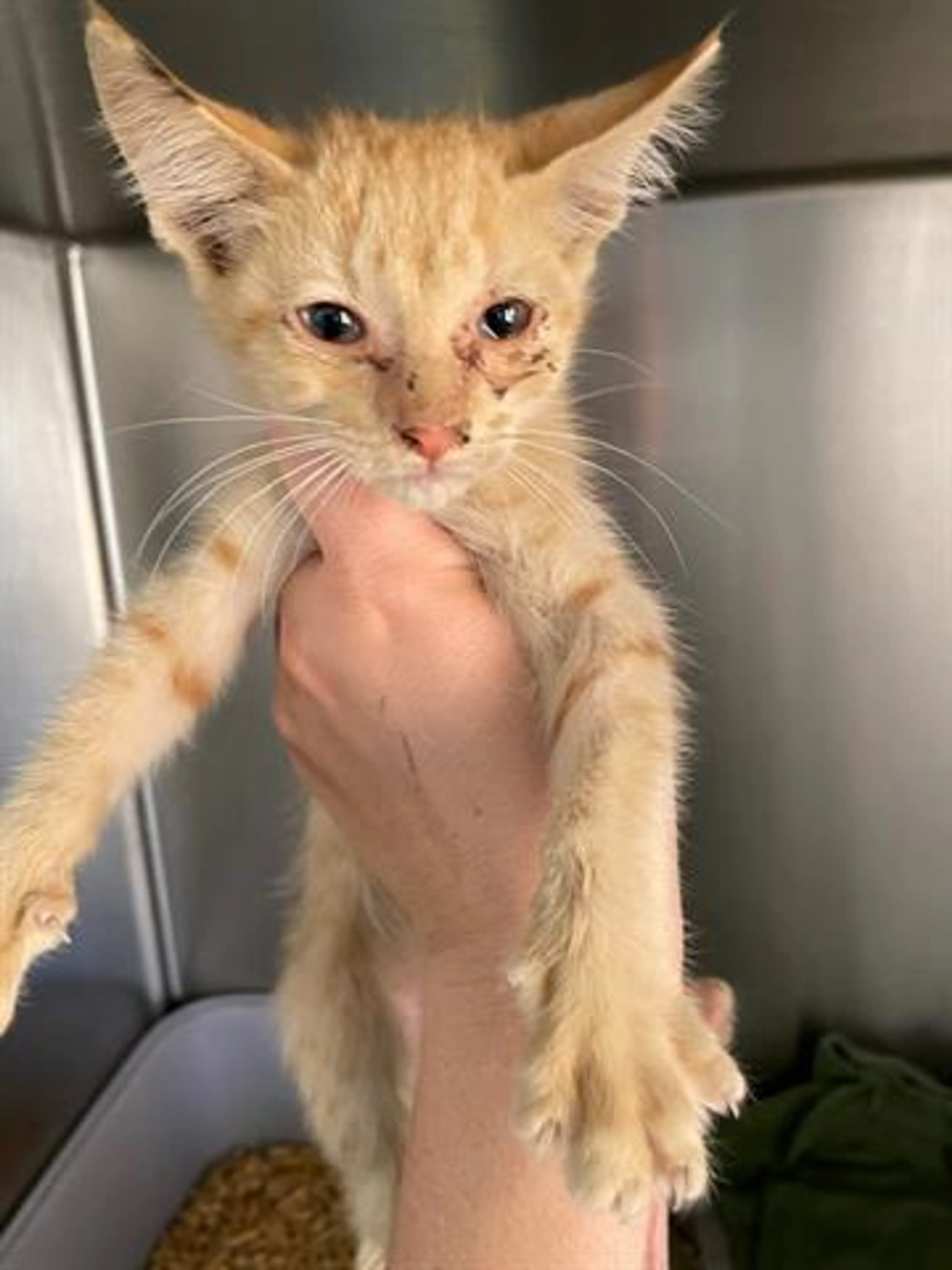 Found pet