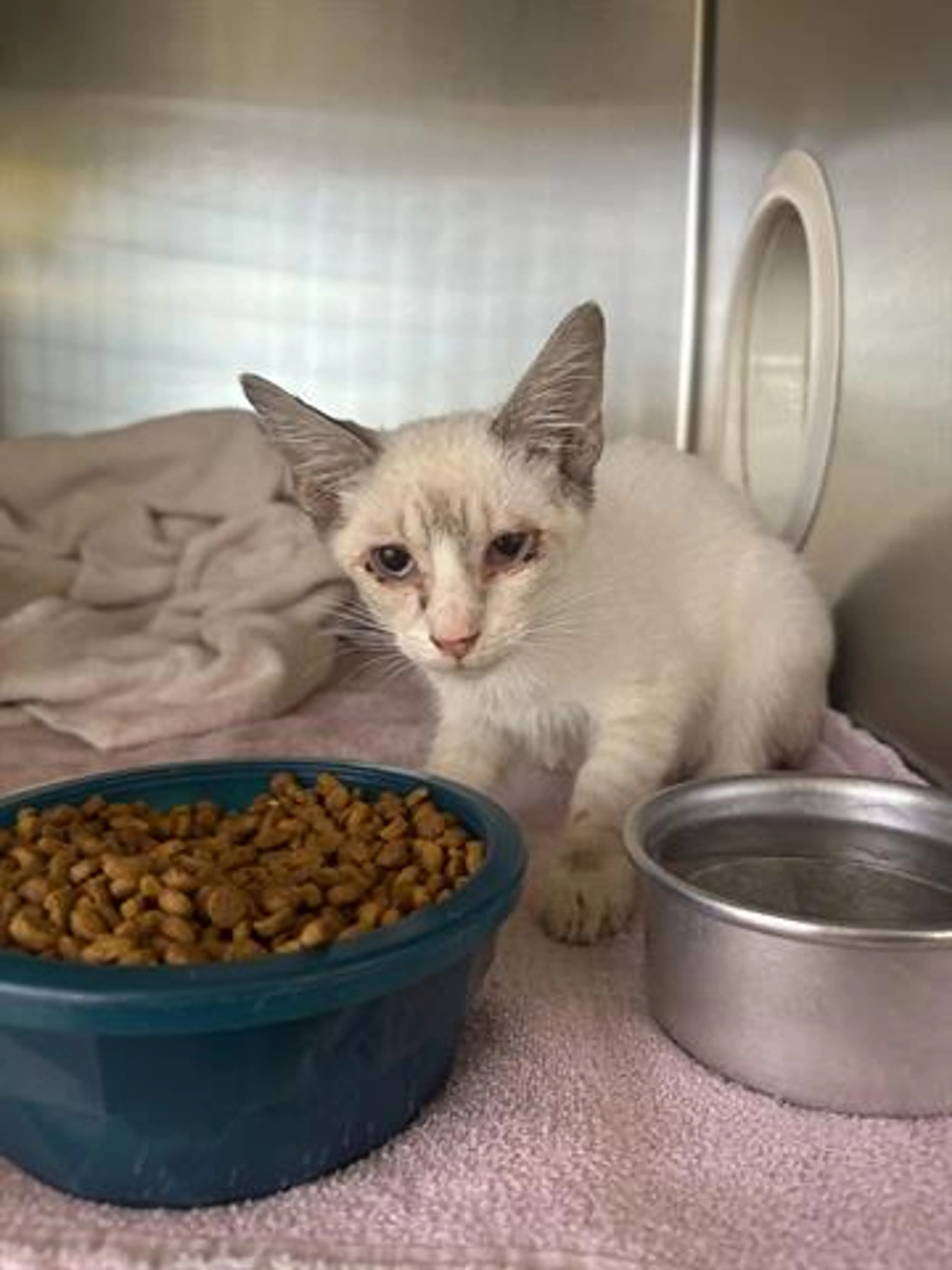Found pet