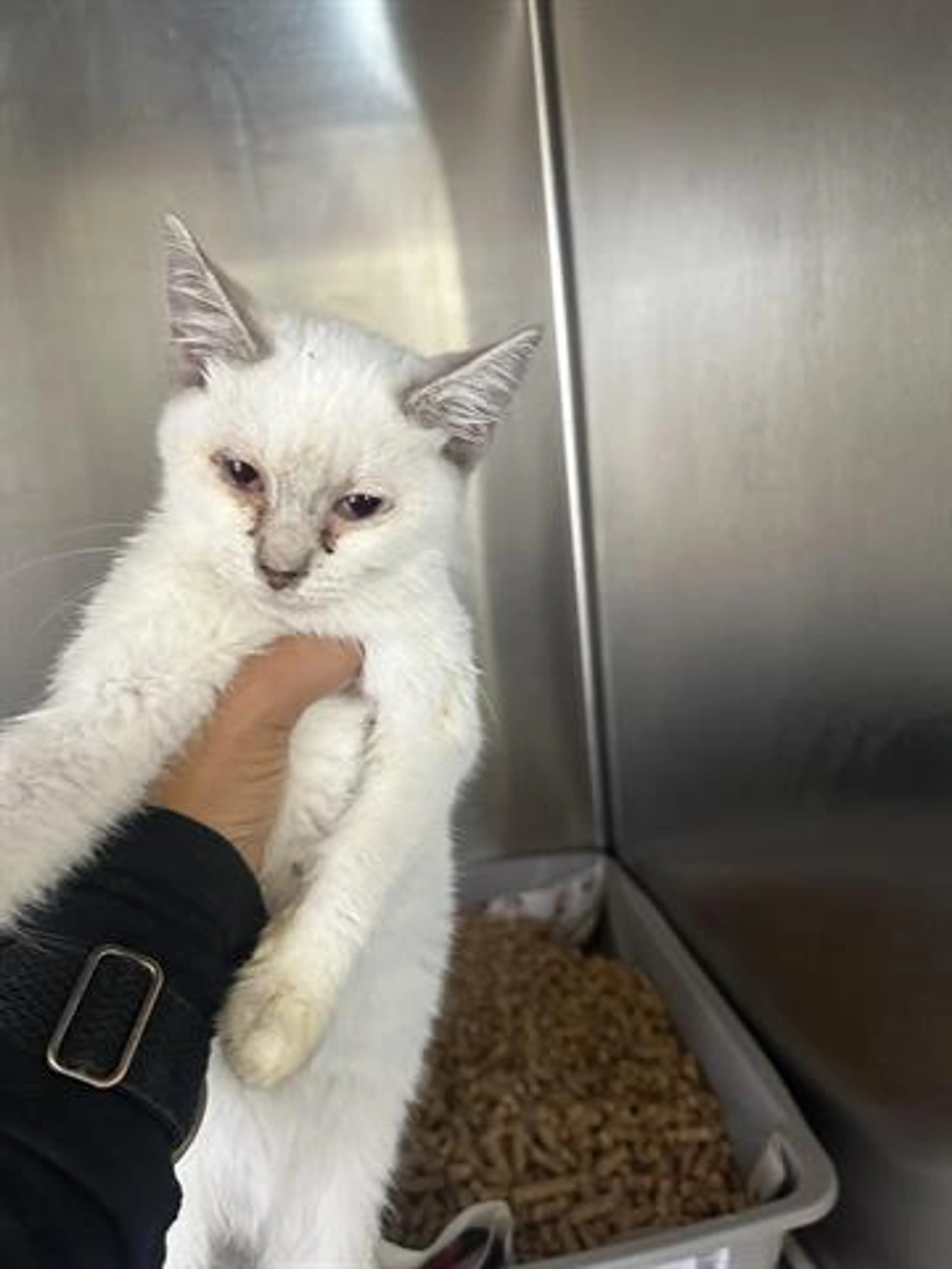 Found pet