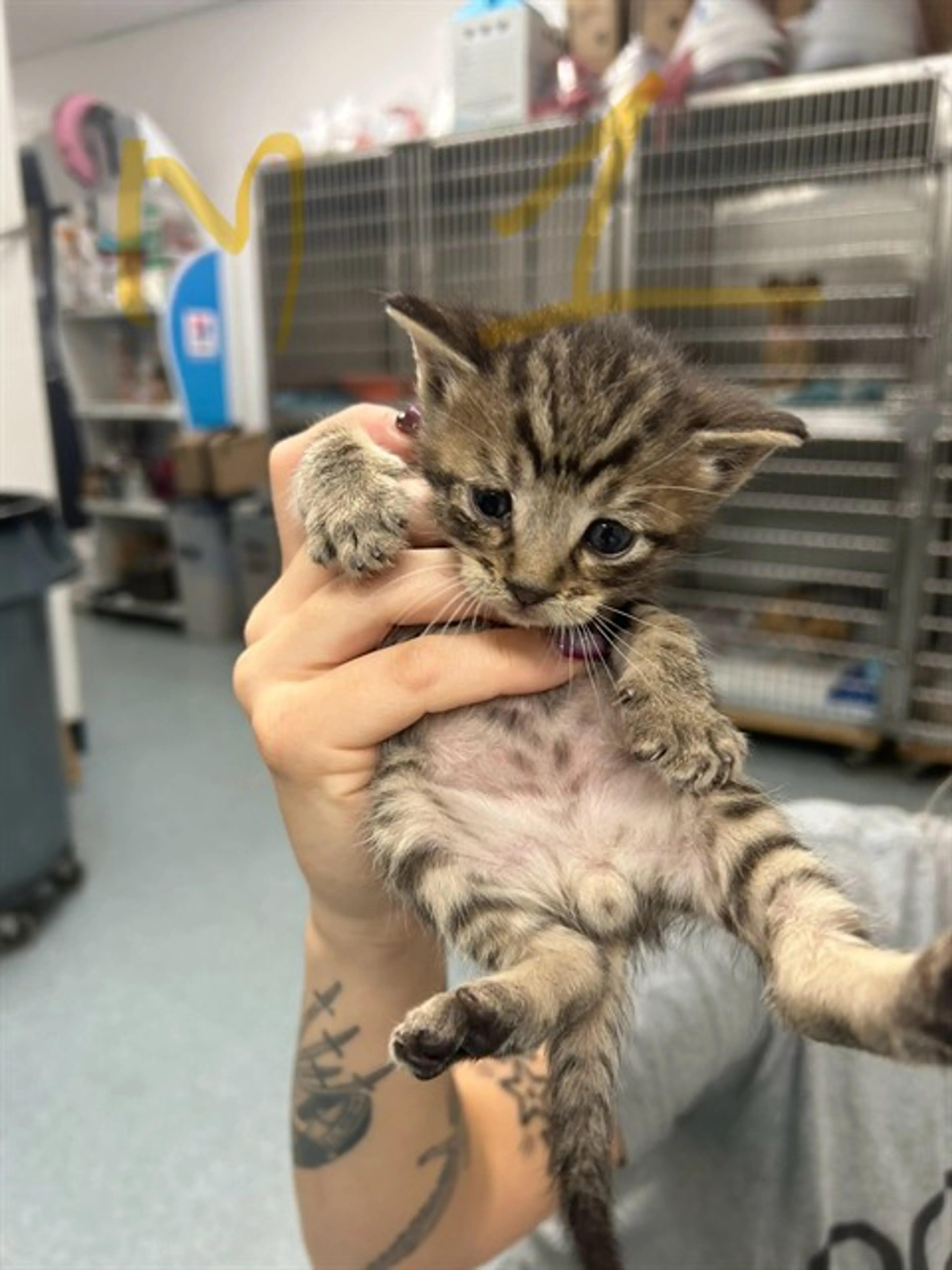 Found pet