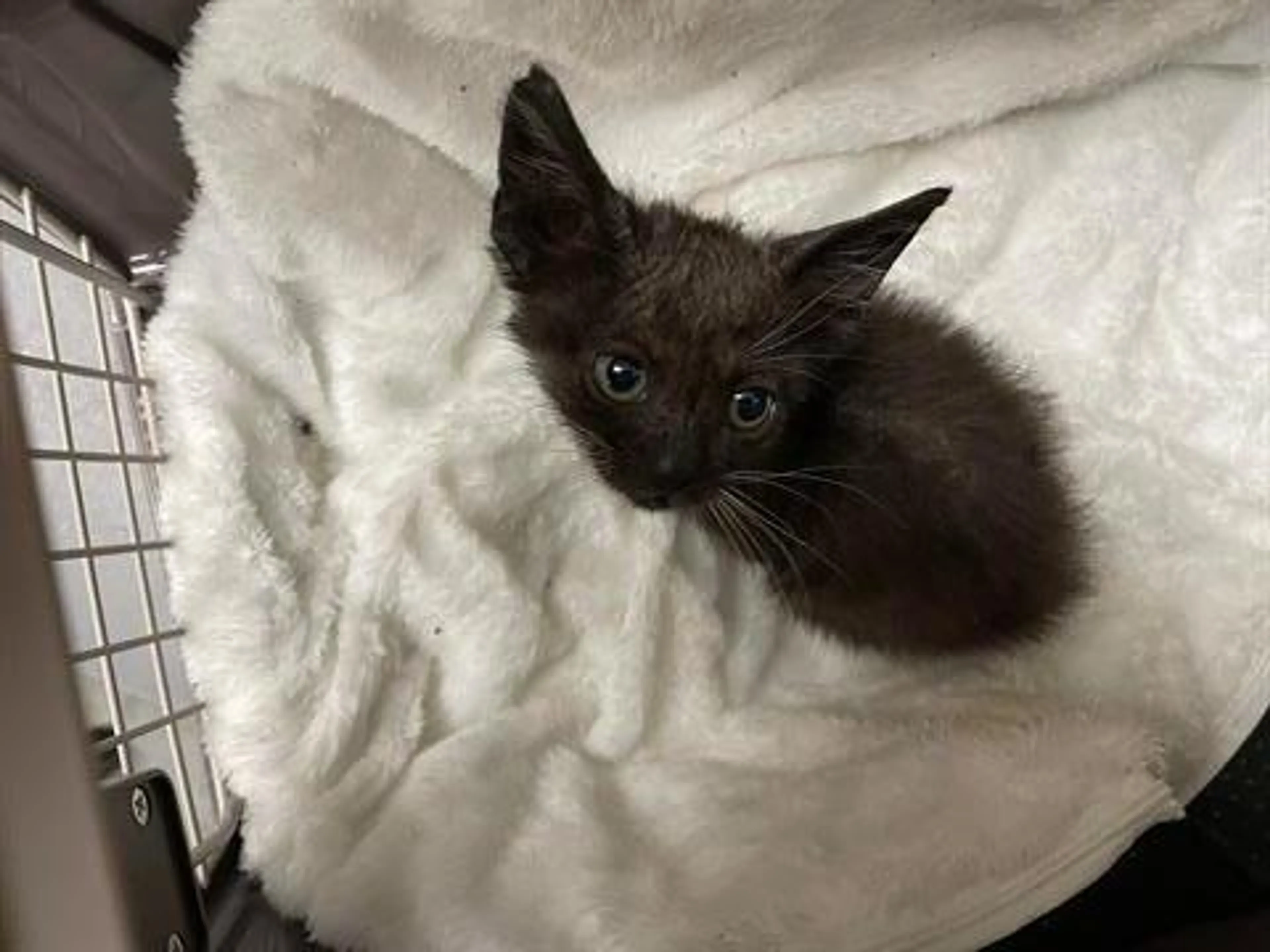 Found pet