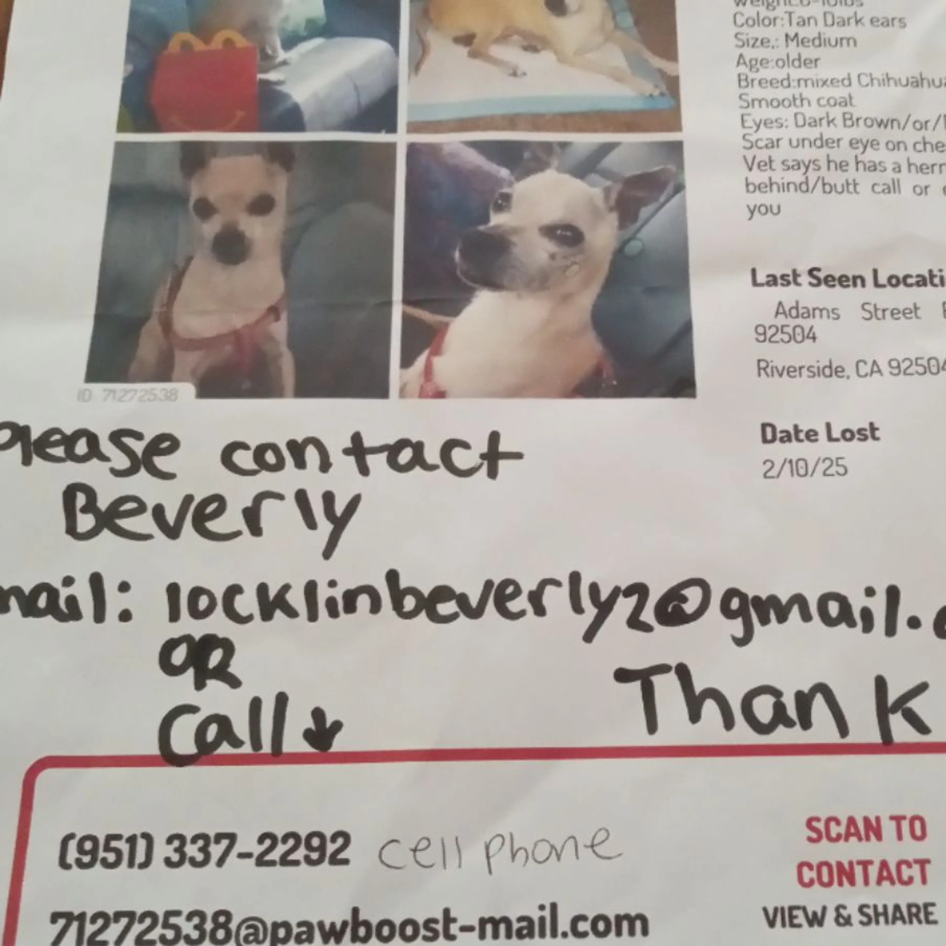 Lost pet