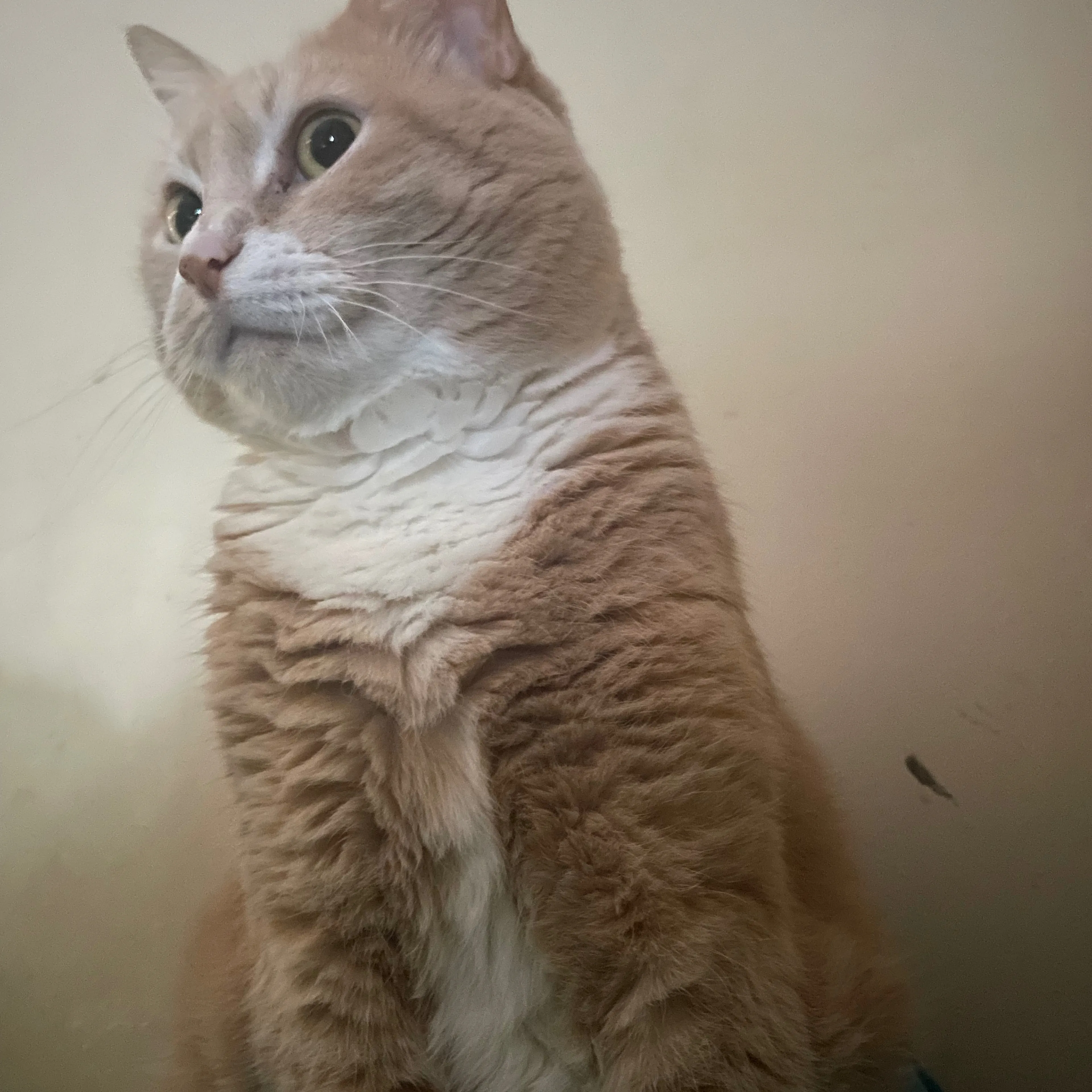 Lost pet-3