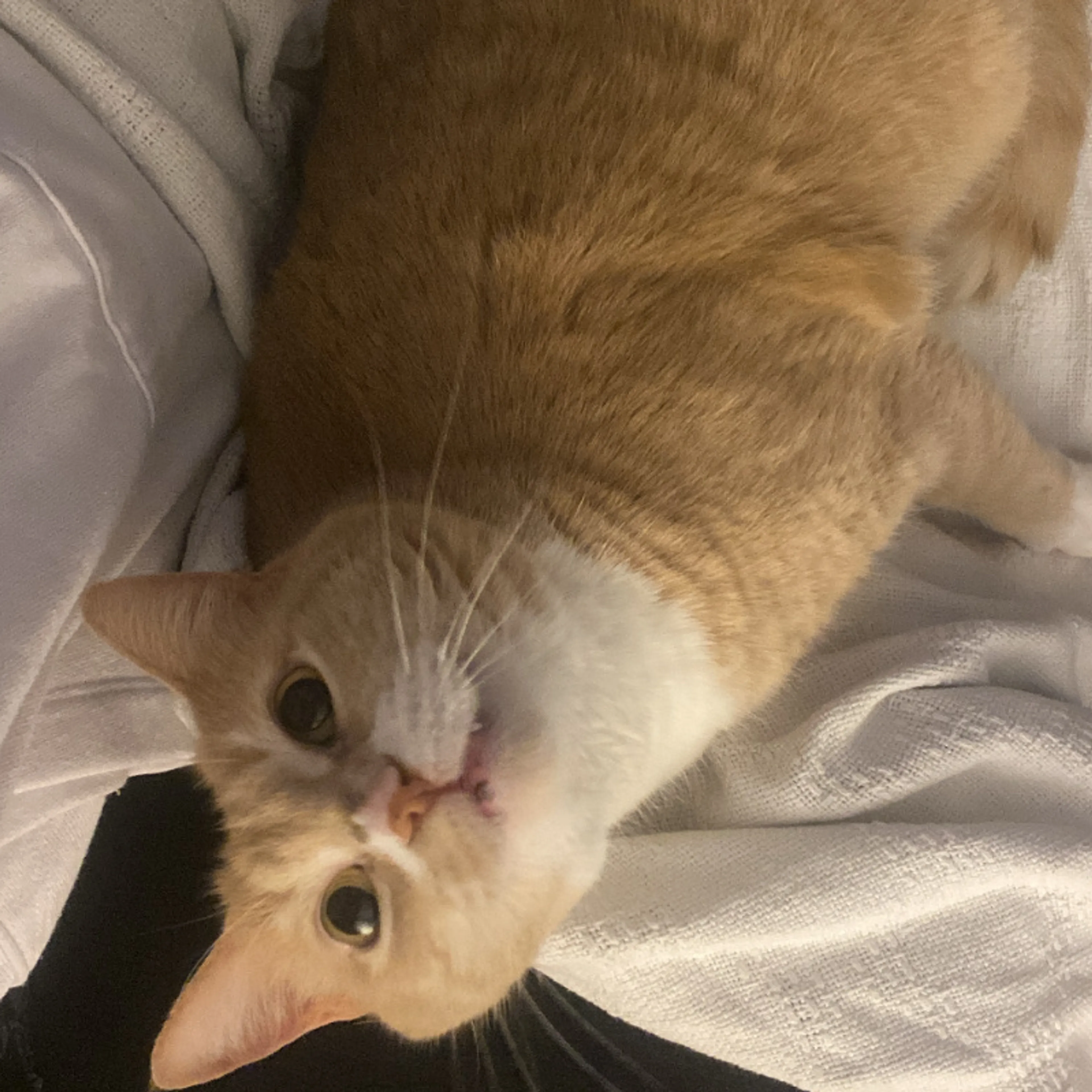 Lost pet-1