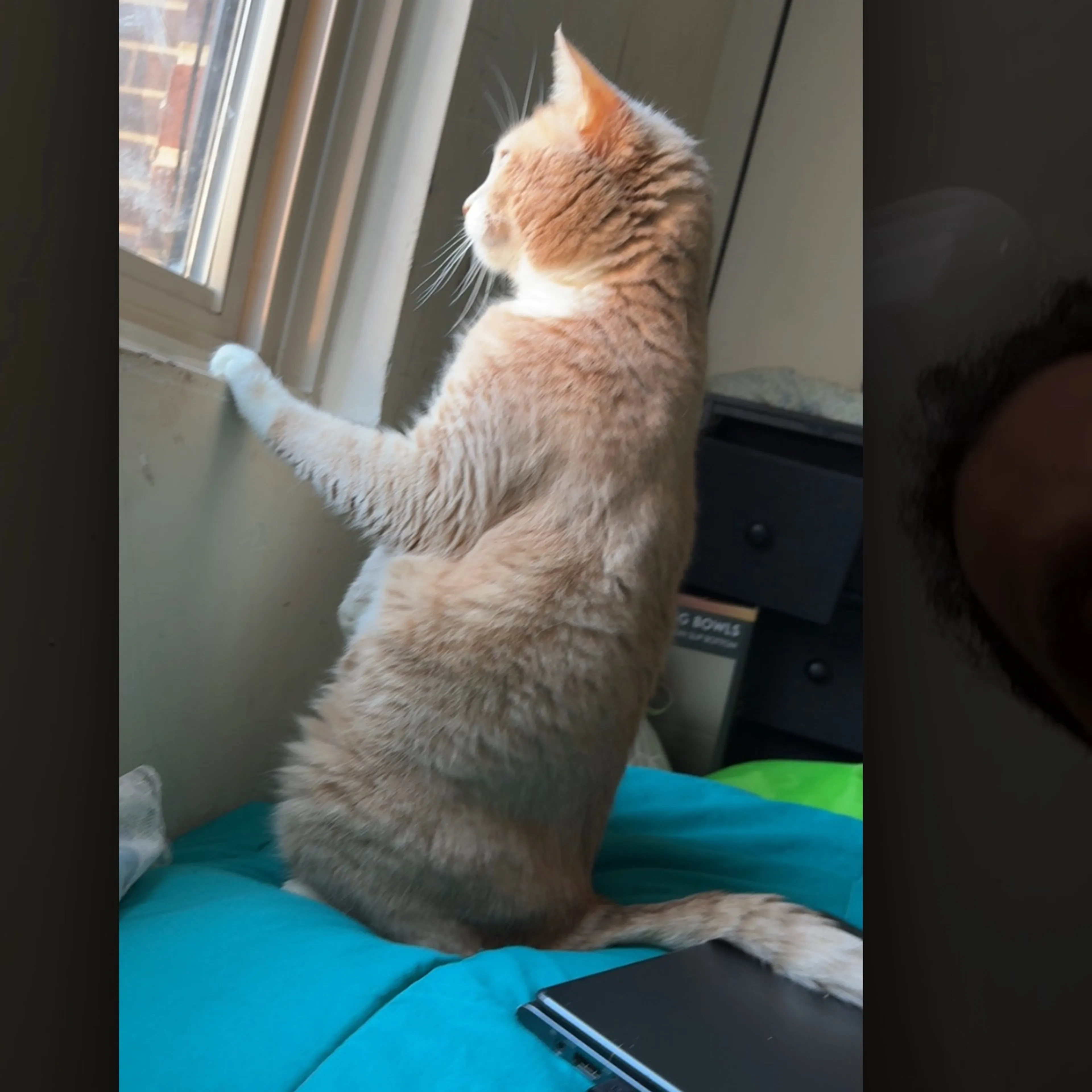 Lost pet-2