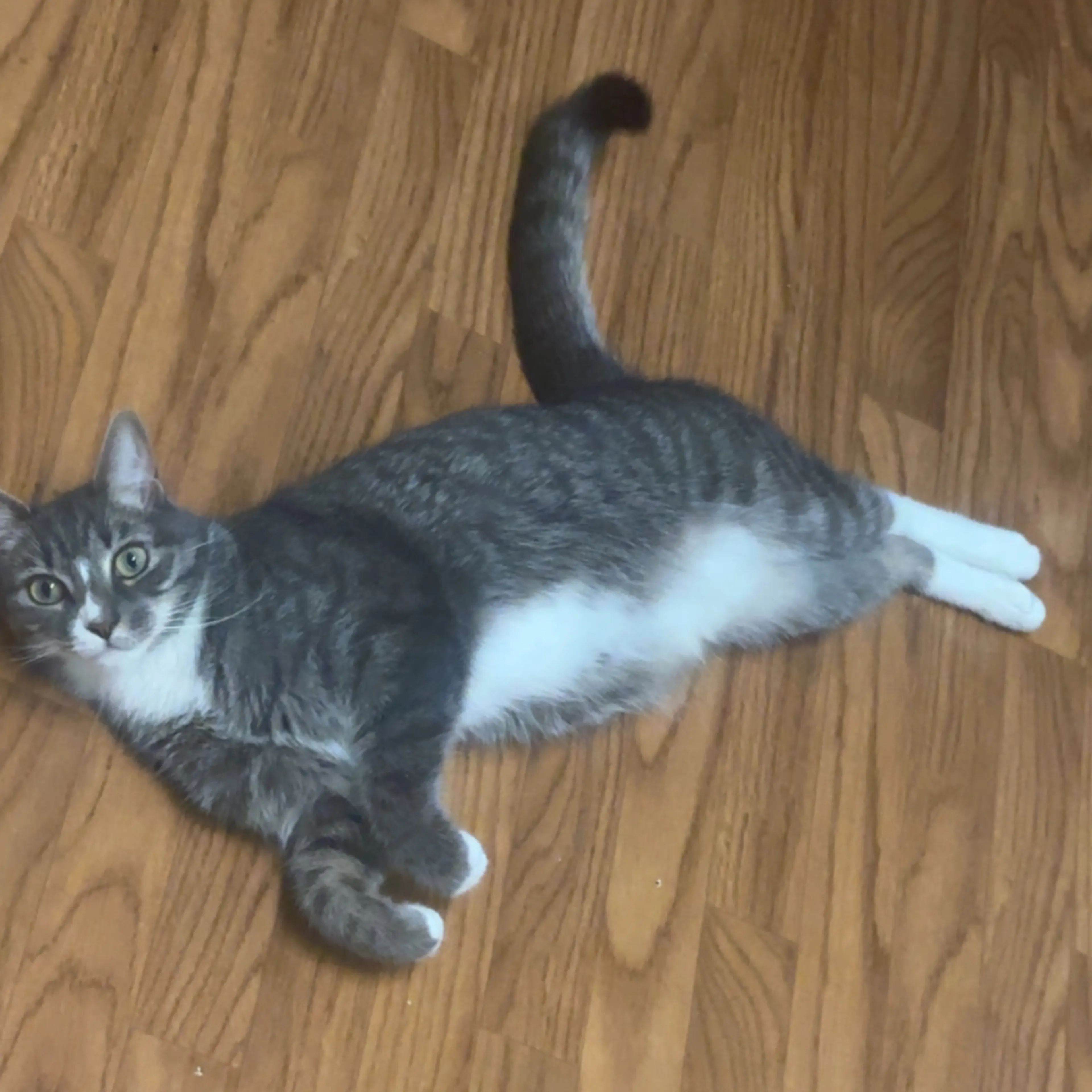 Lost pet-1