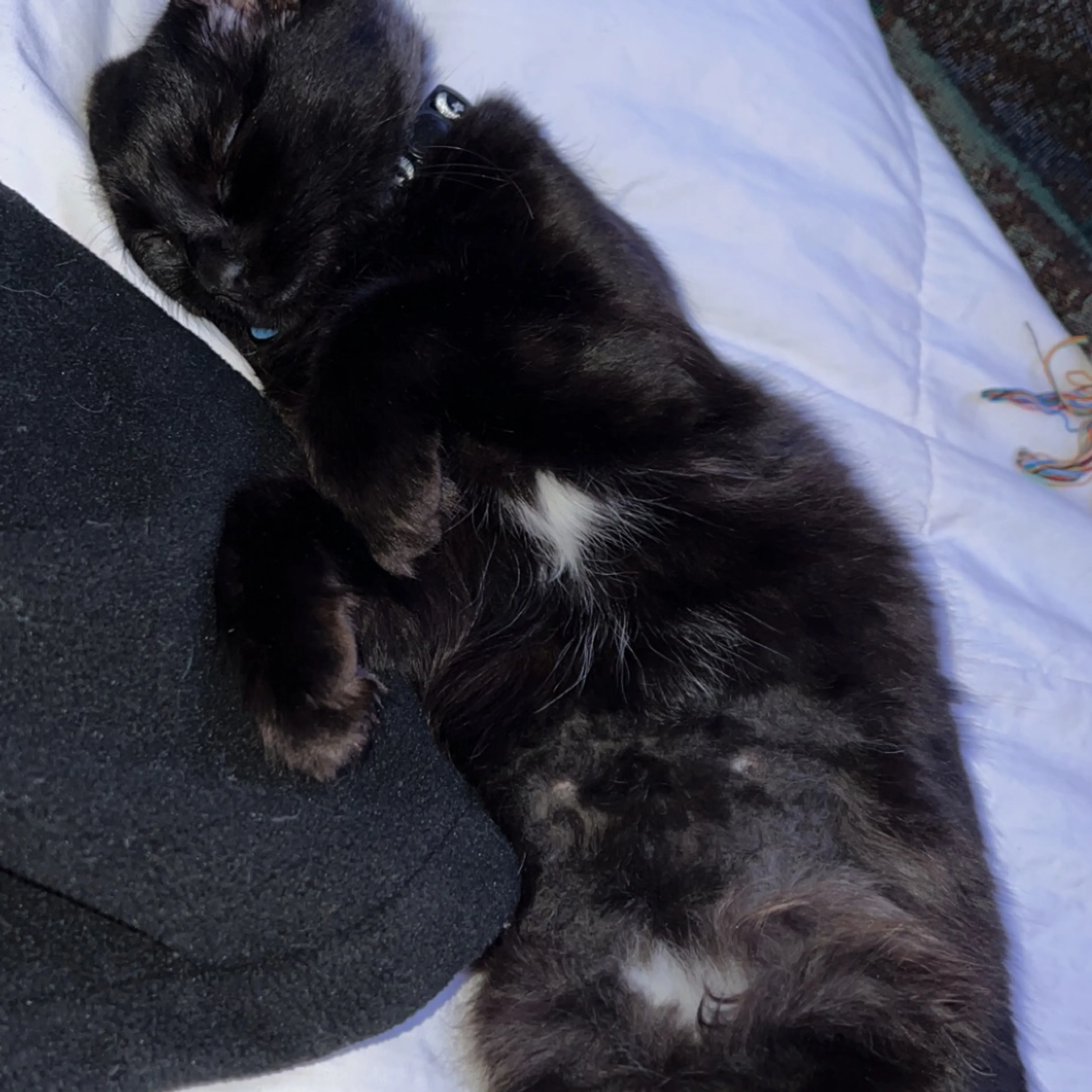 Lost pet-3