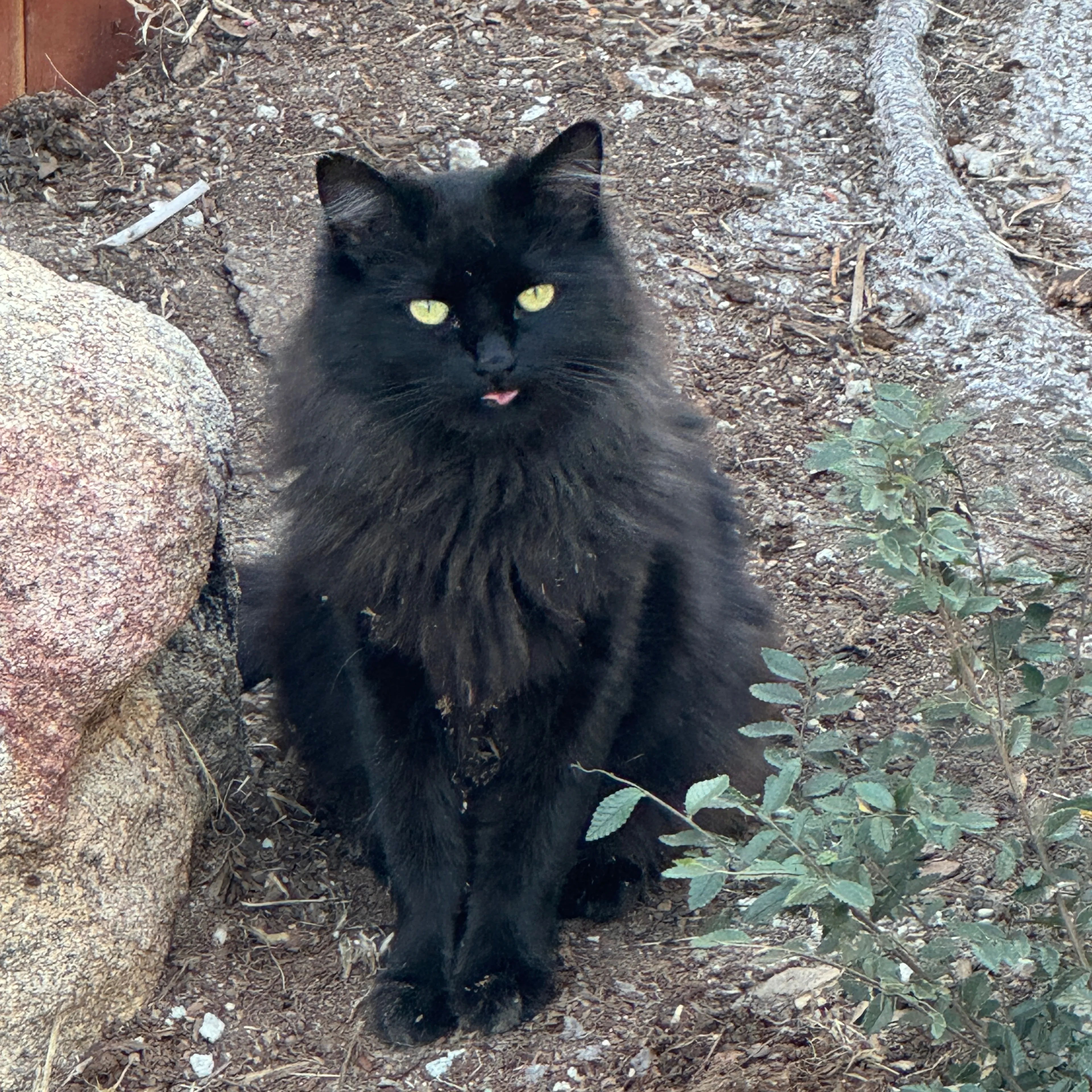 Lost pet-1