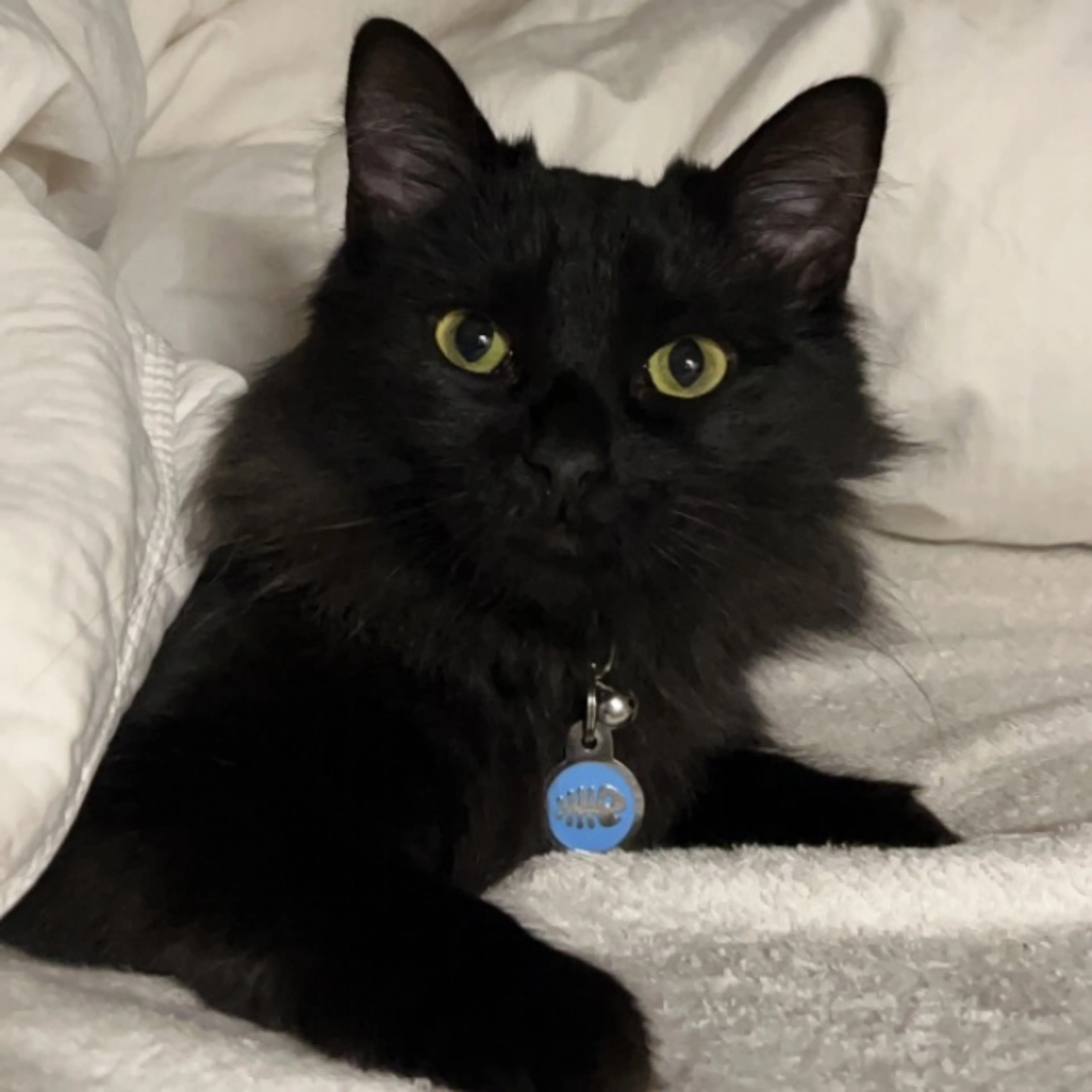 Lost pet-0