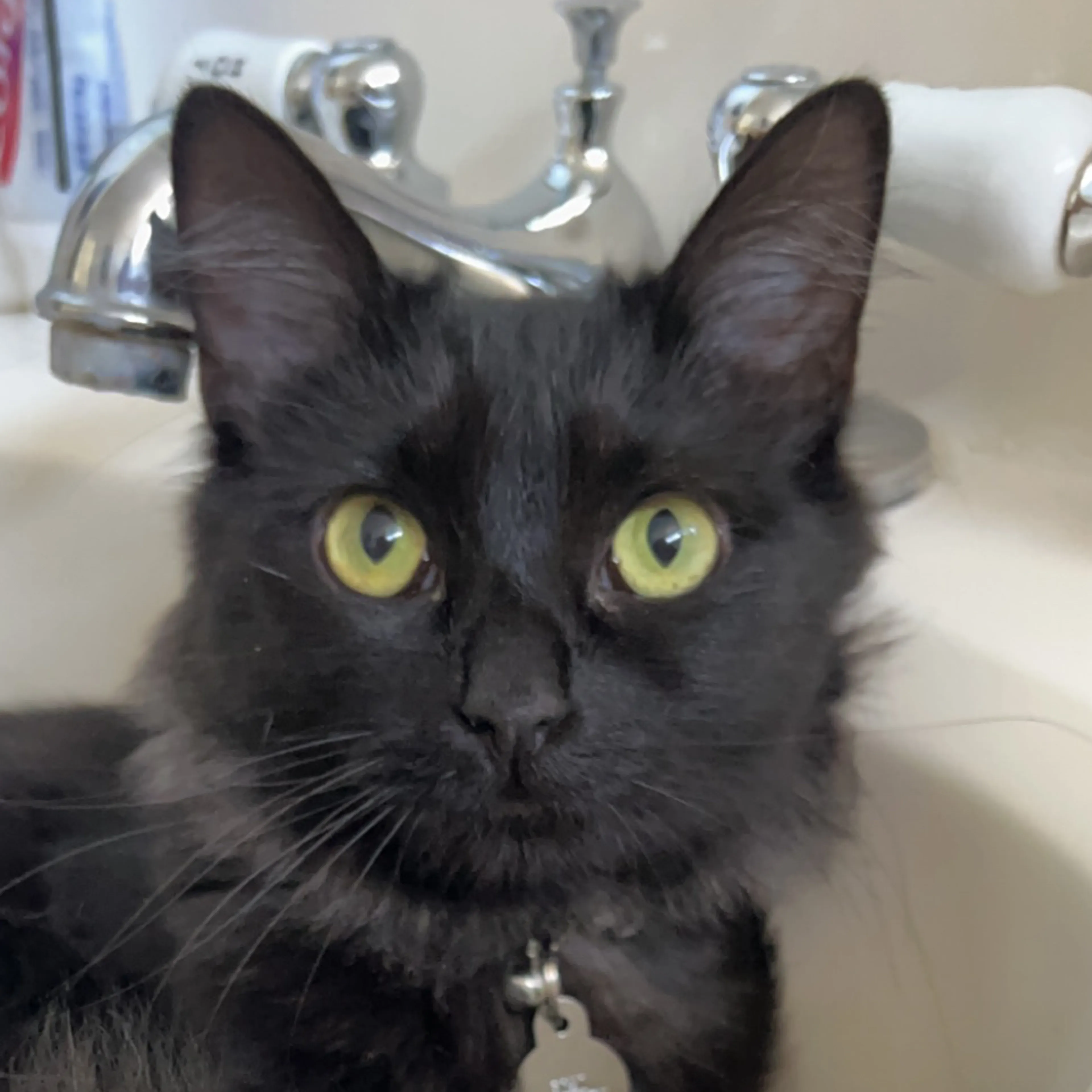 Lost pet-2