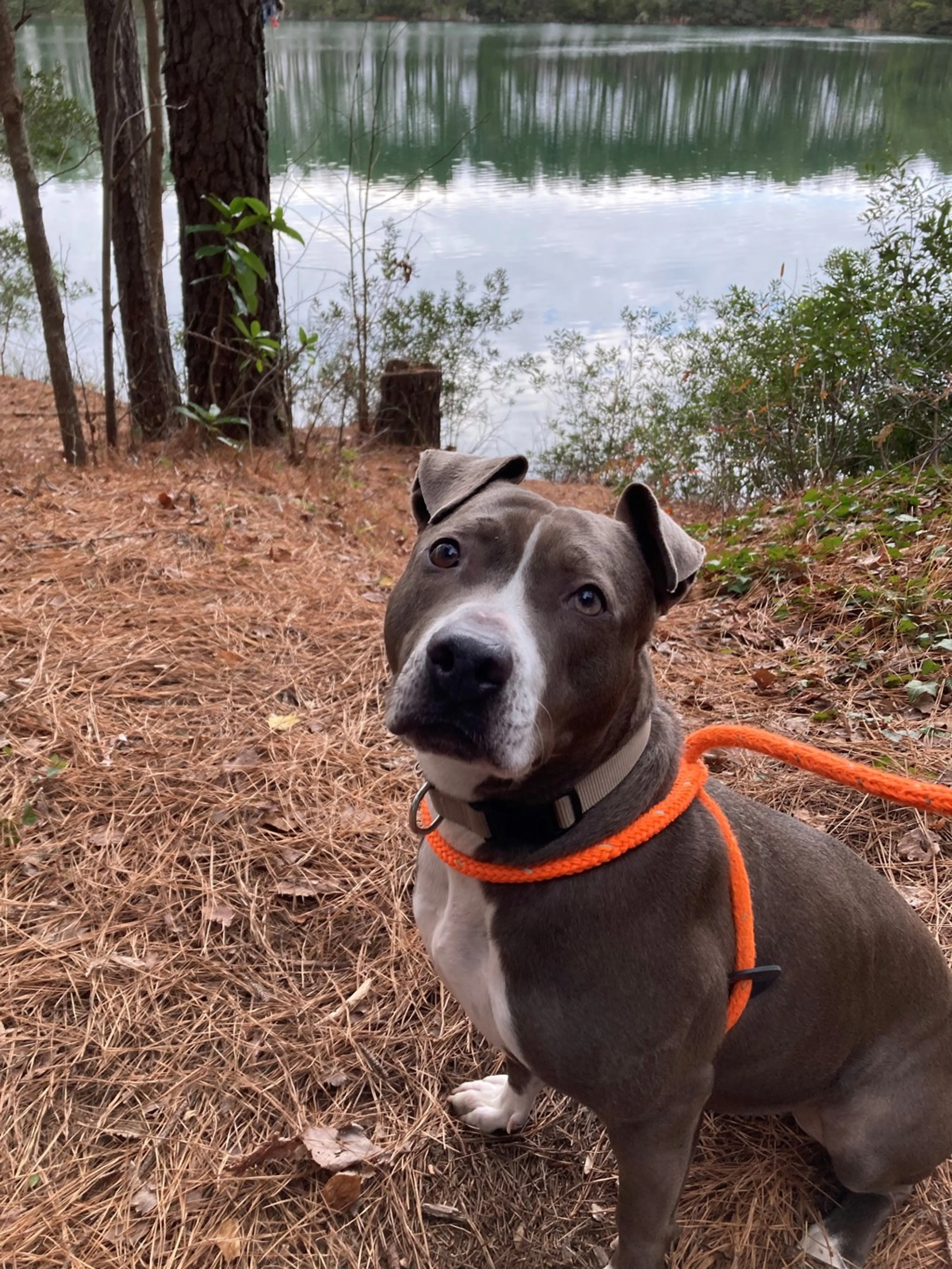 Found pet