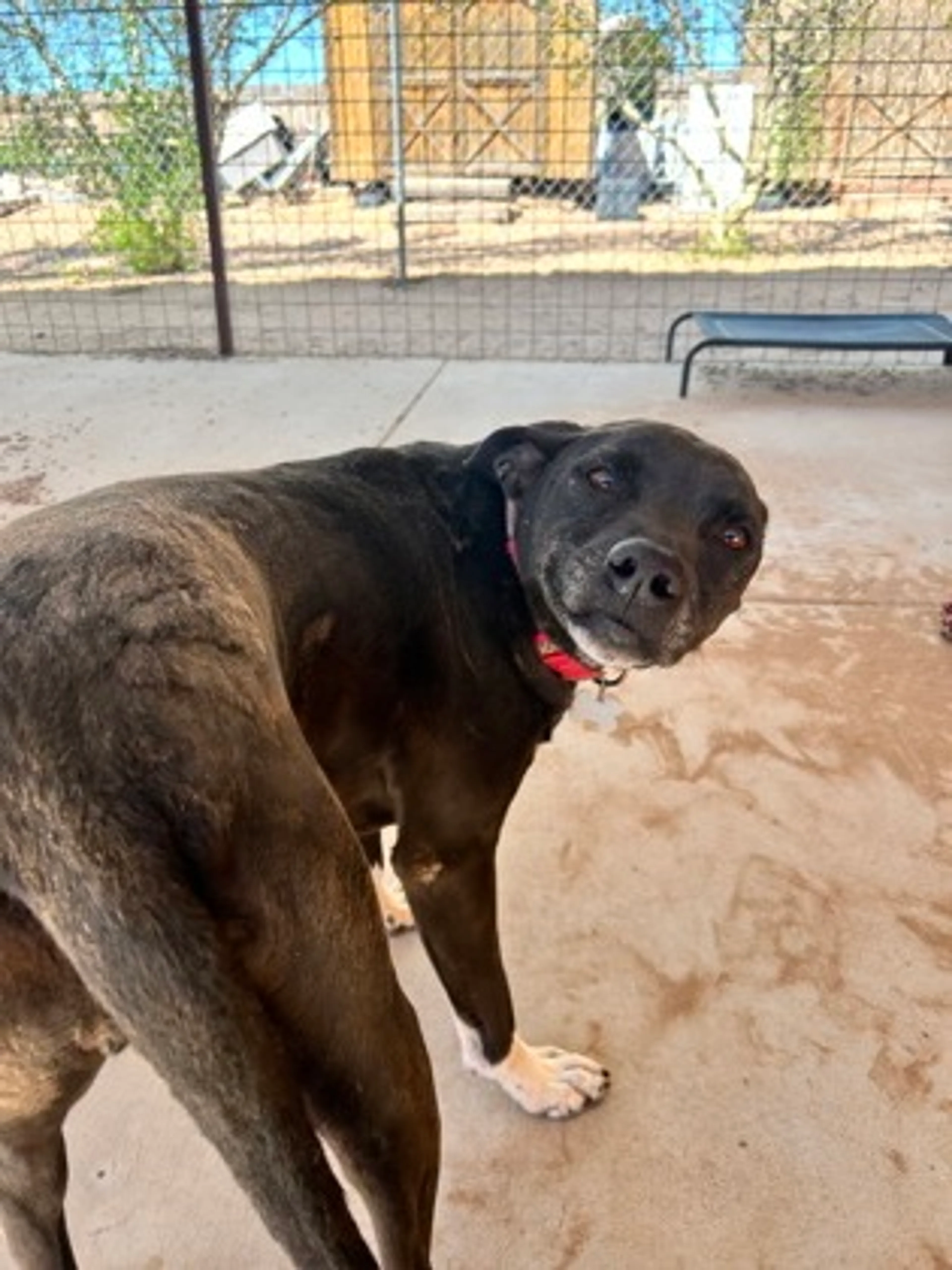 Found pet-1