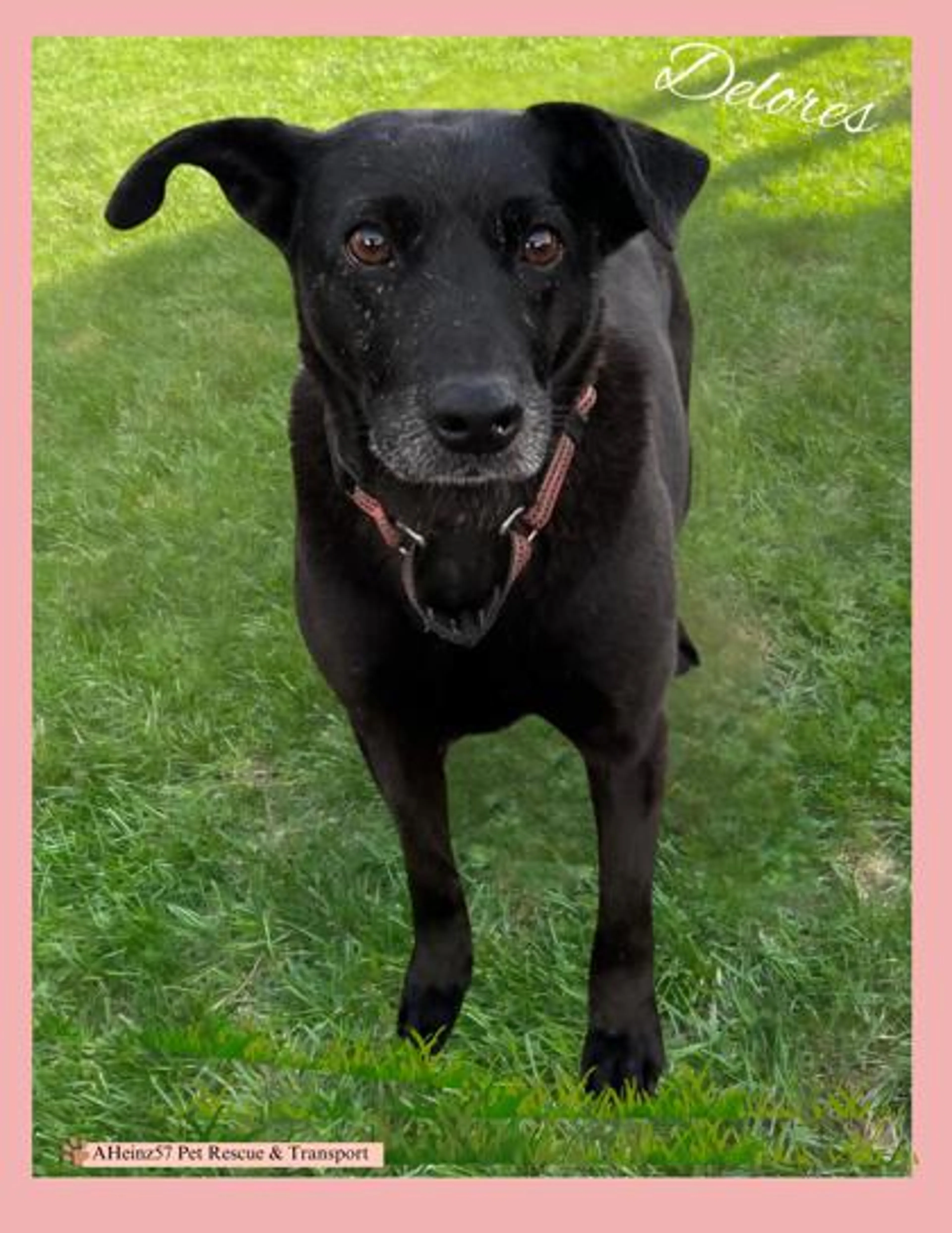 Found pet-2