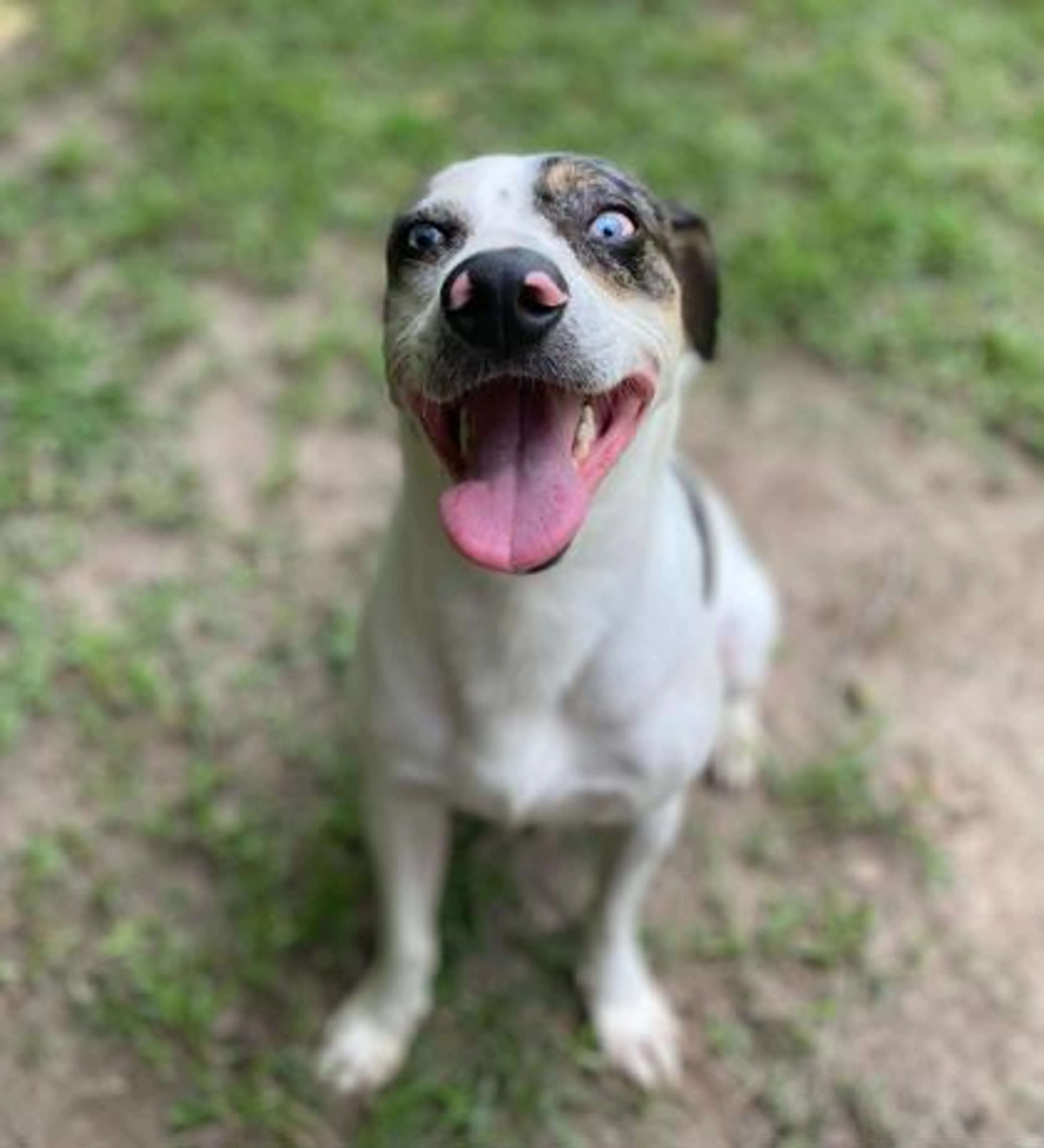 Found pet-2
