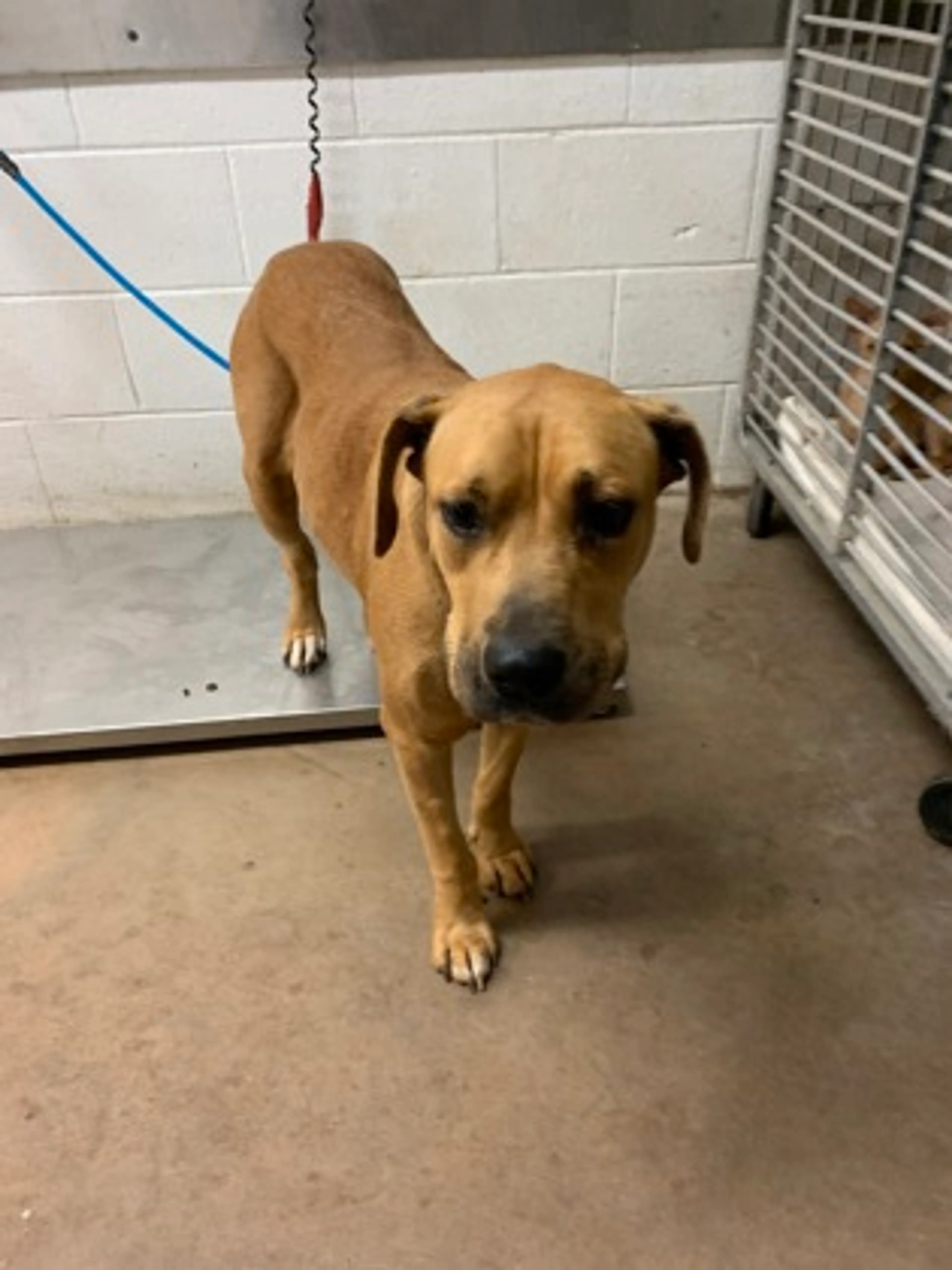 Found pet