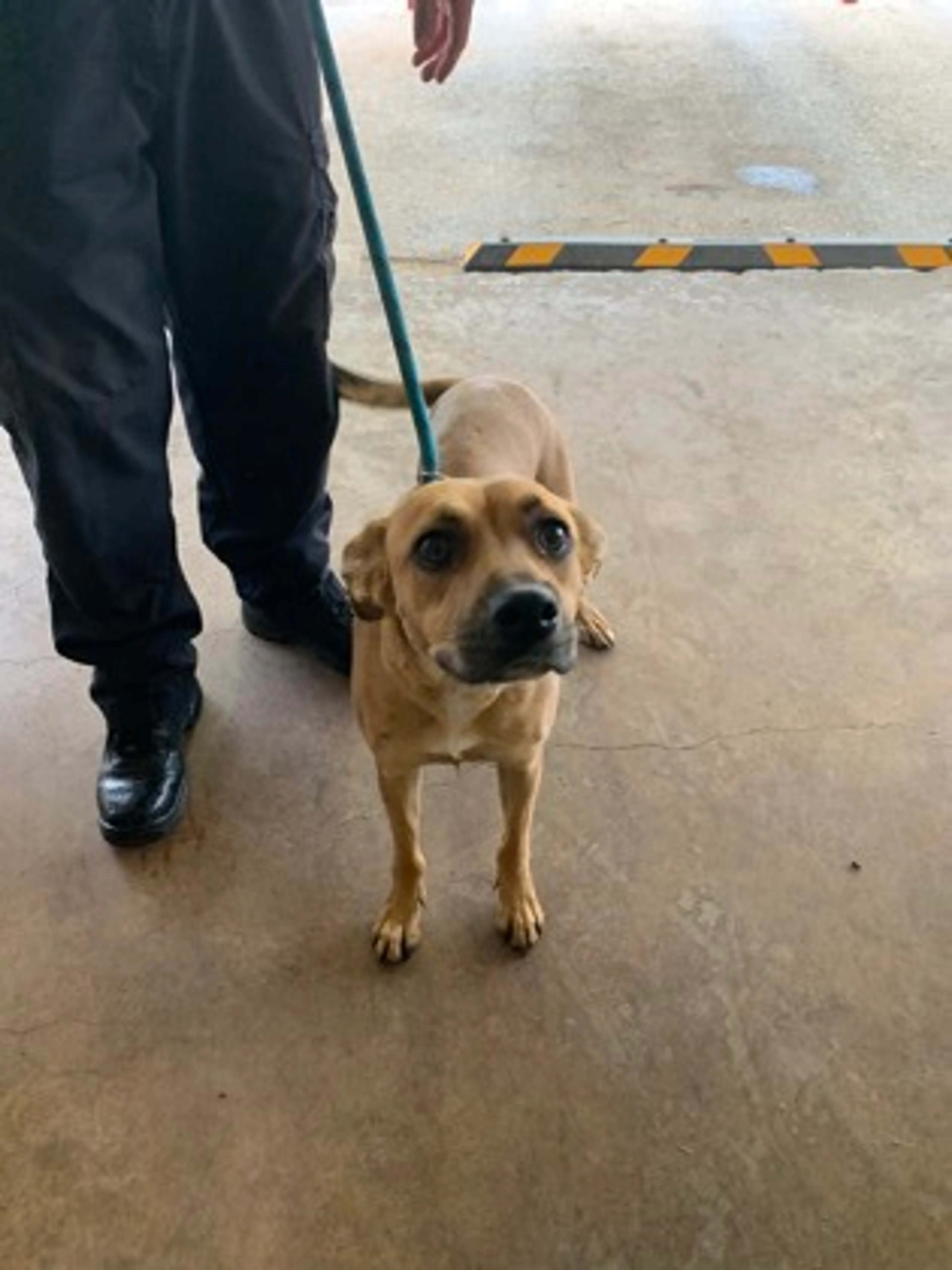 Found pet