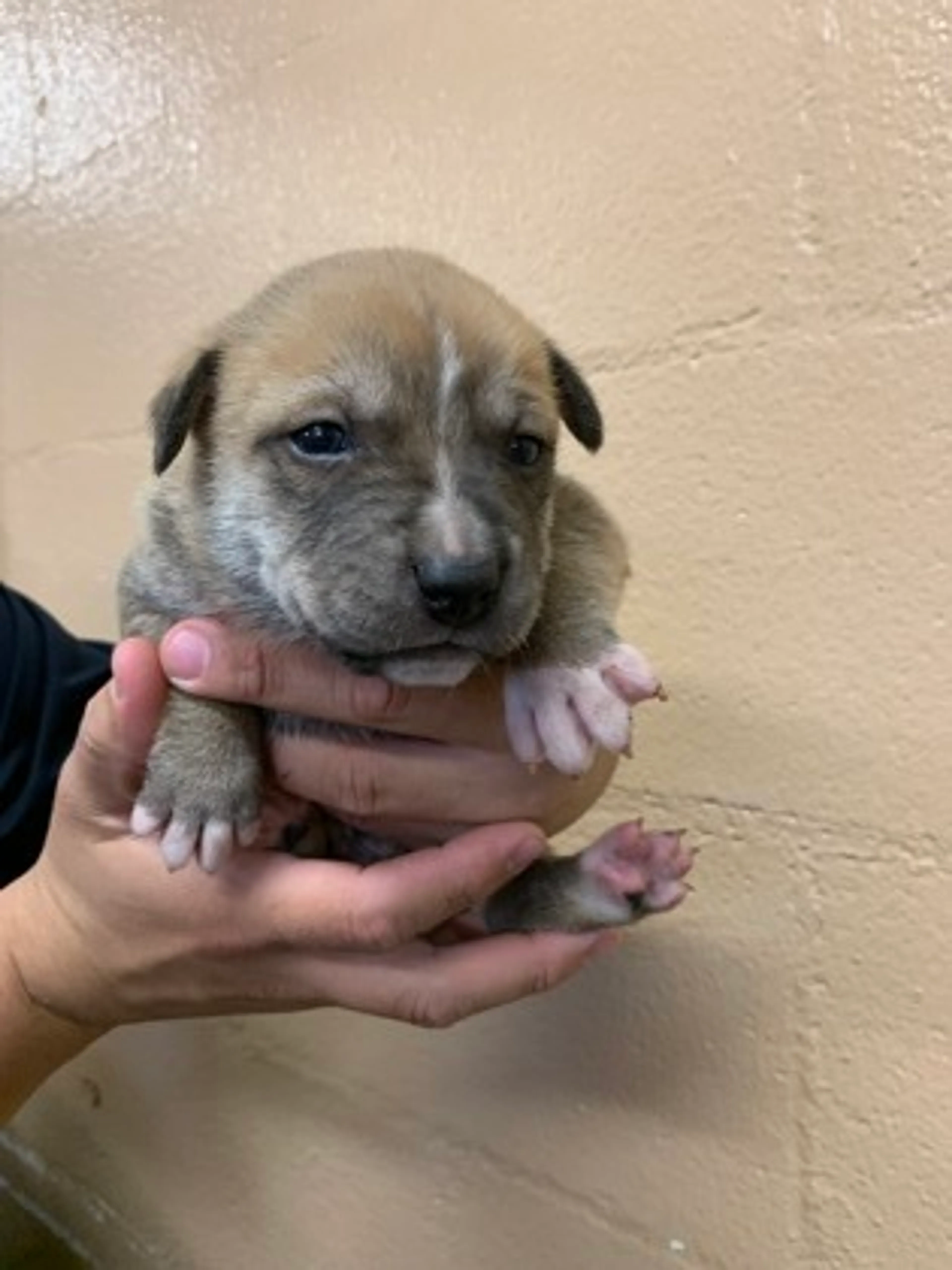 Found pet-1