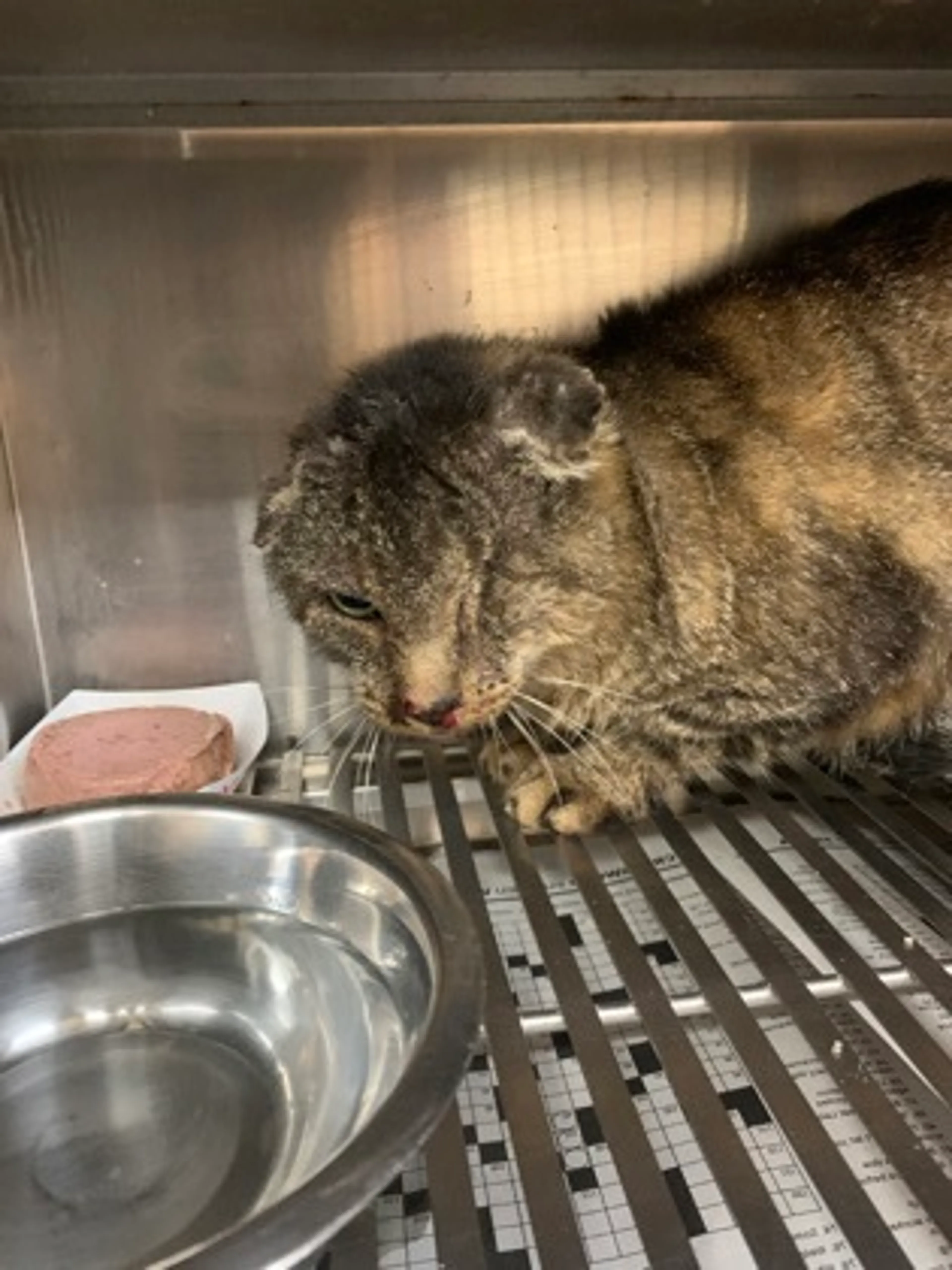 Found pet