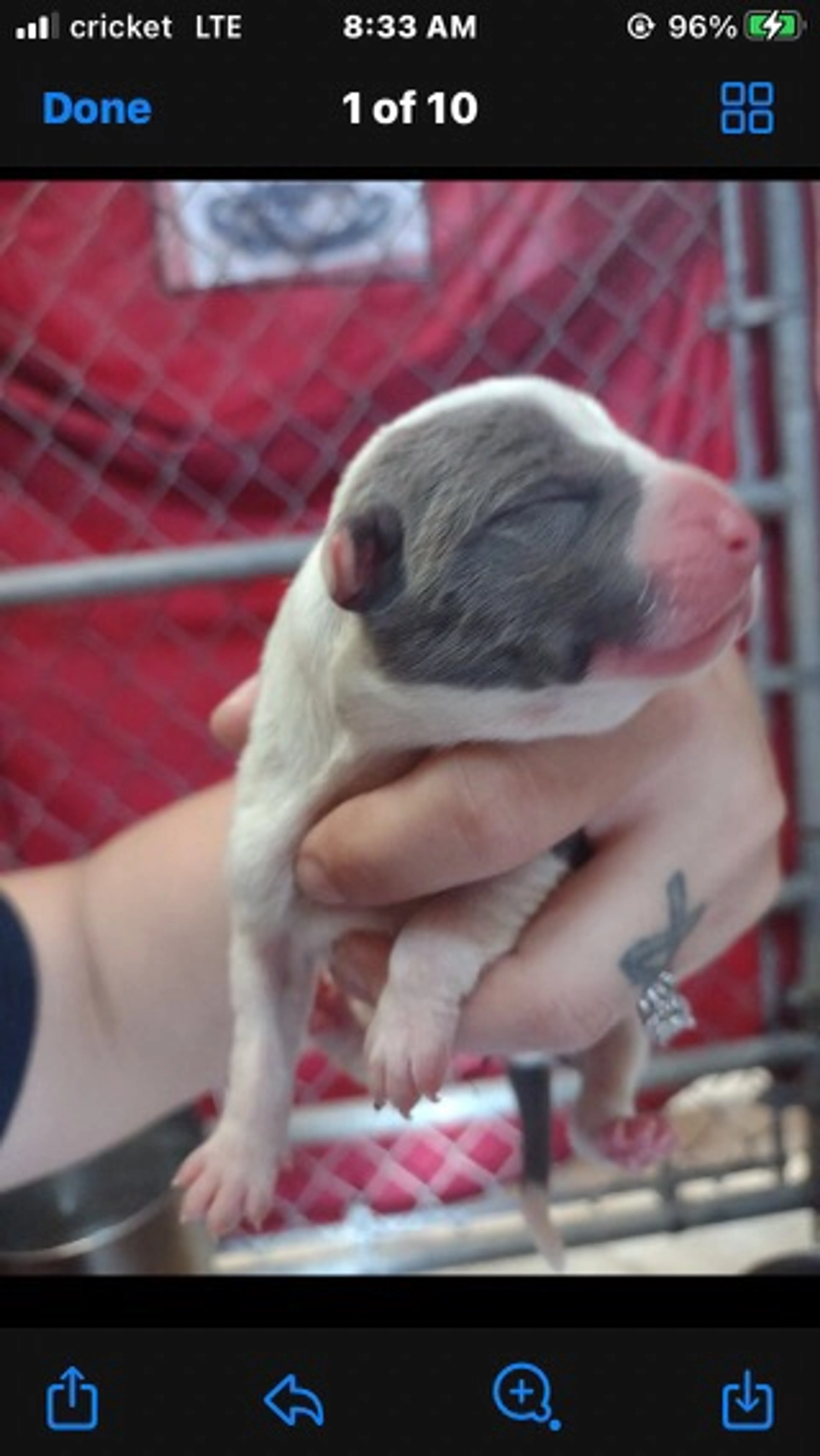 Found pet-1