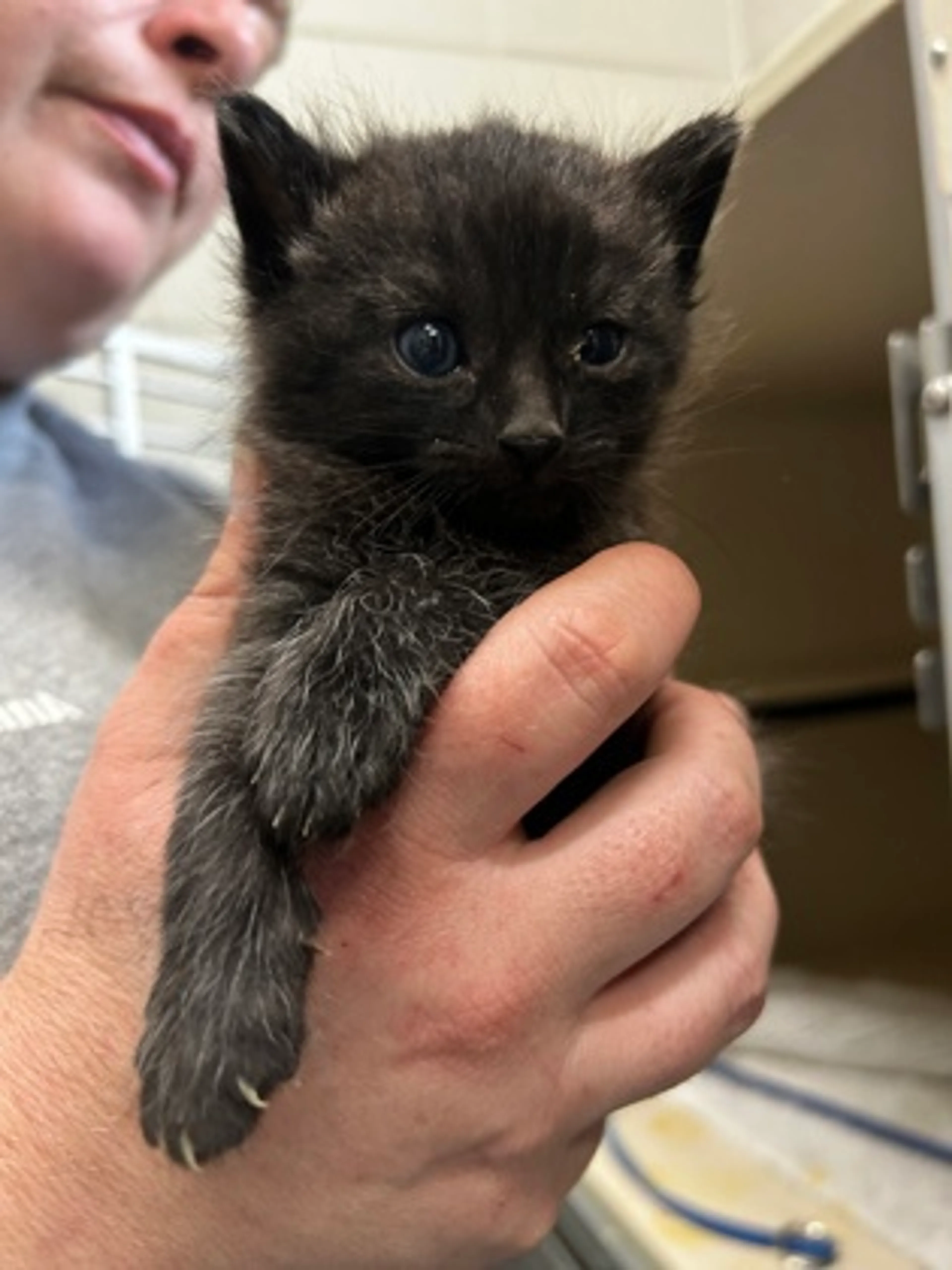 Found pet