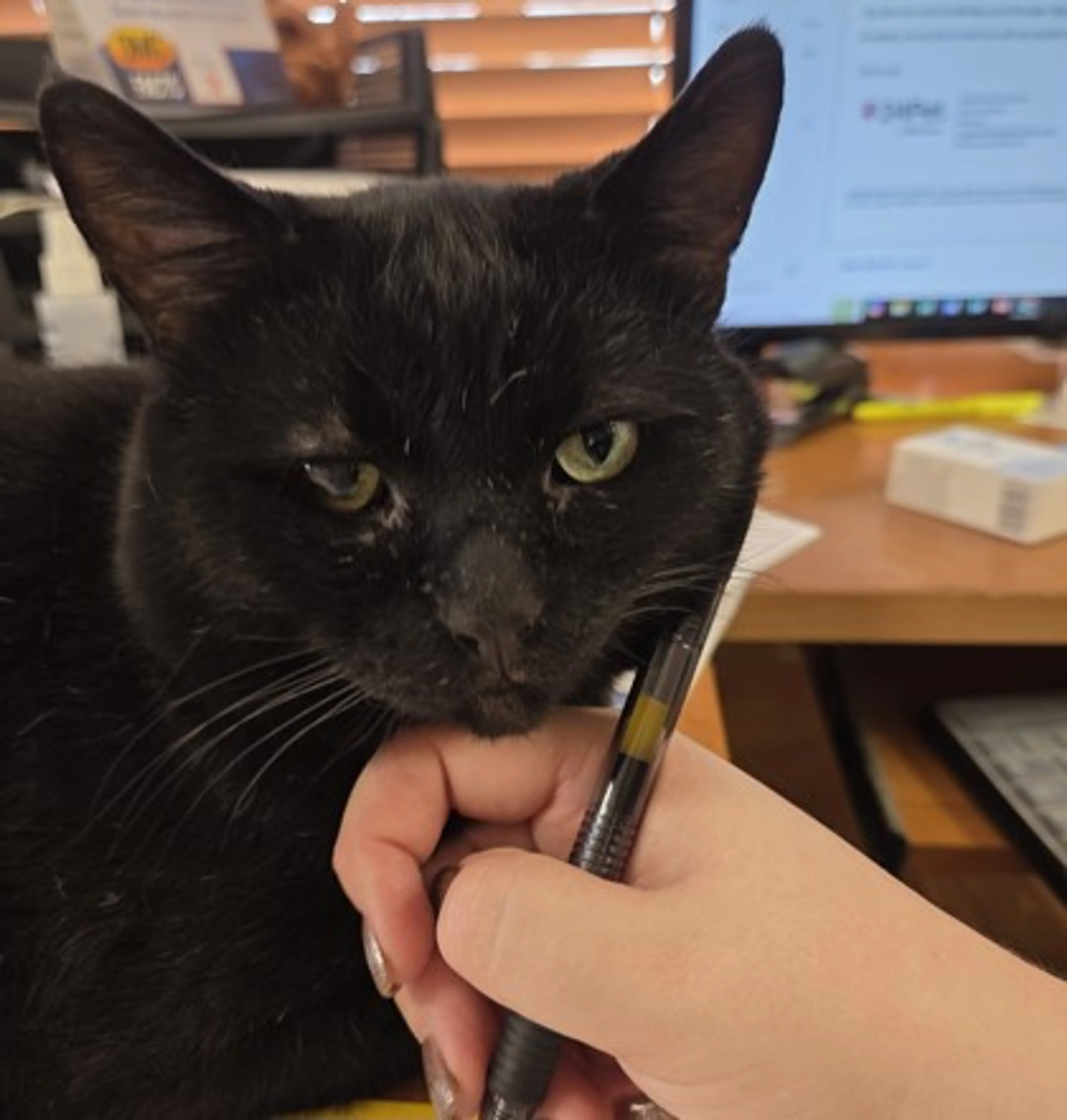 Found pet-0