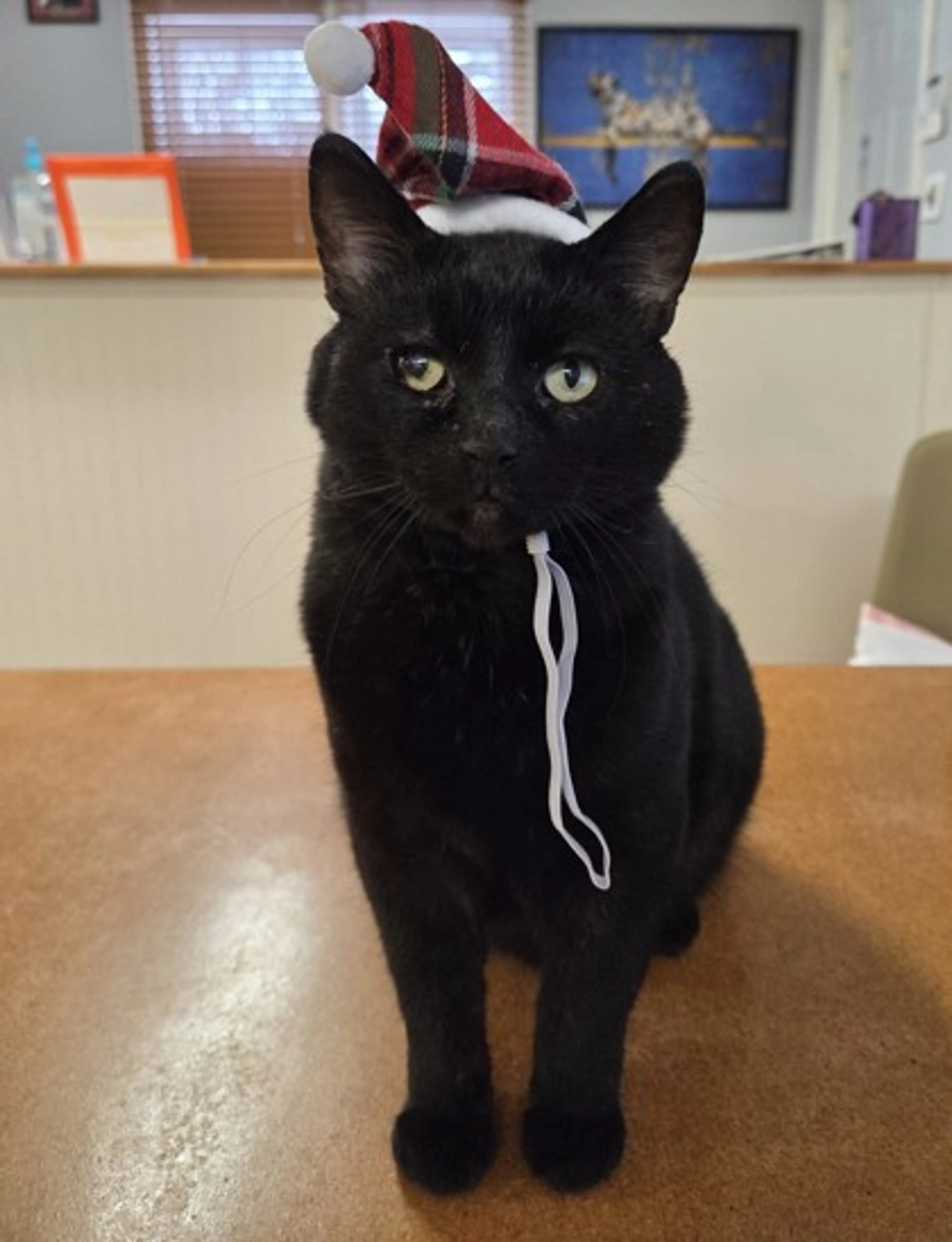 Found pet-1