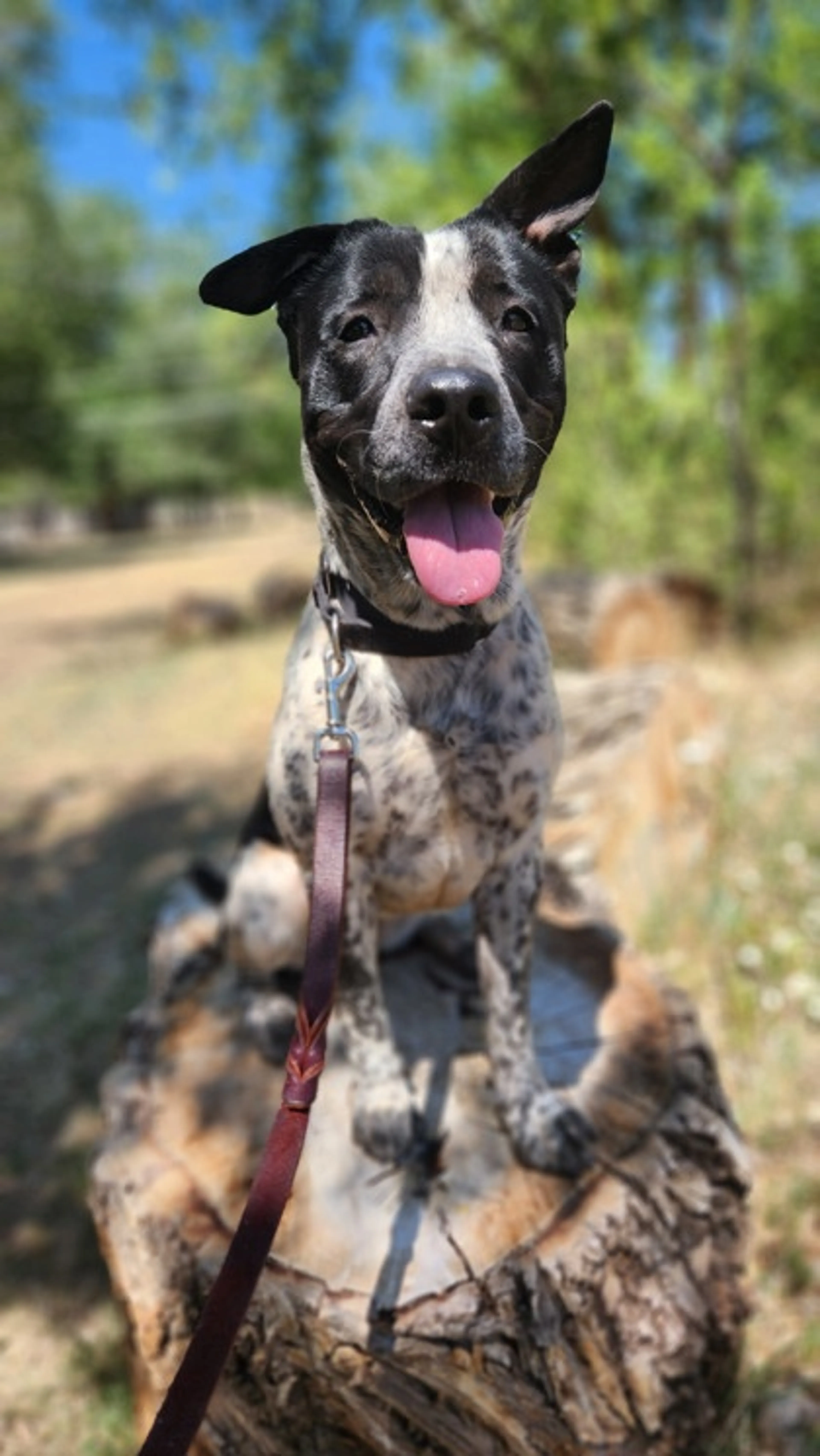Found pet-1