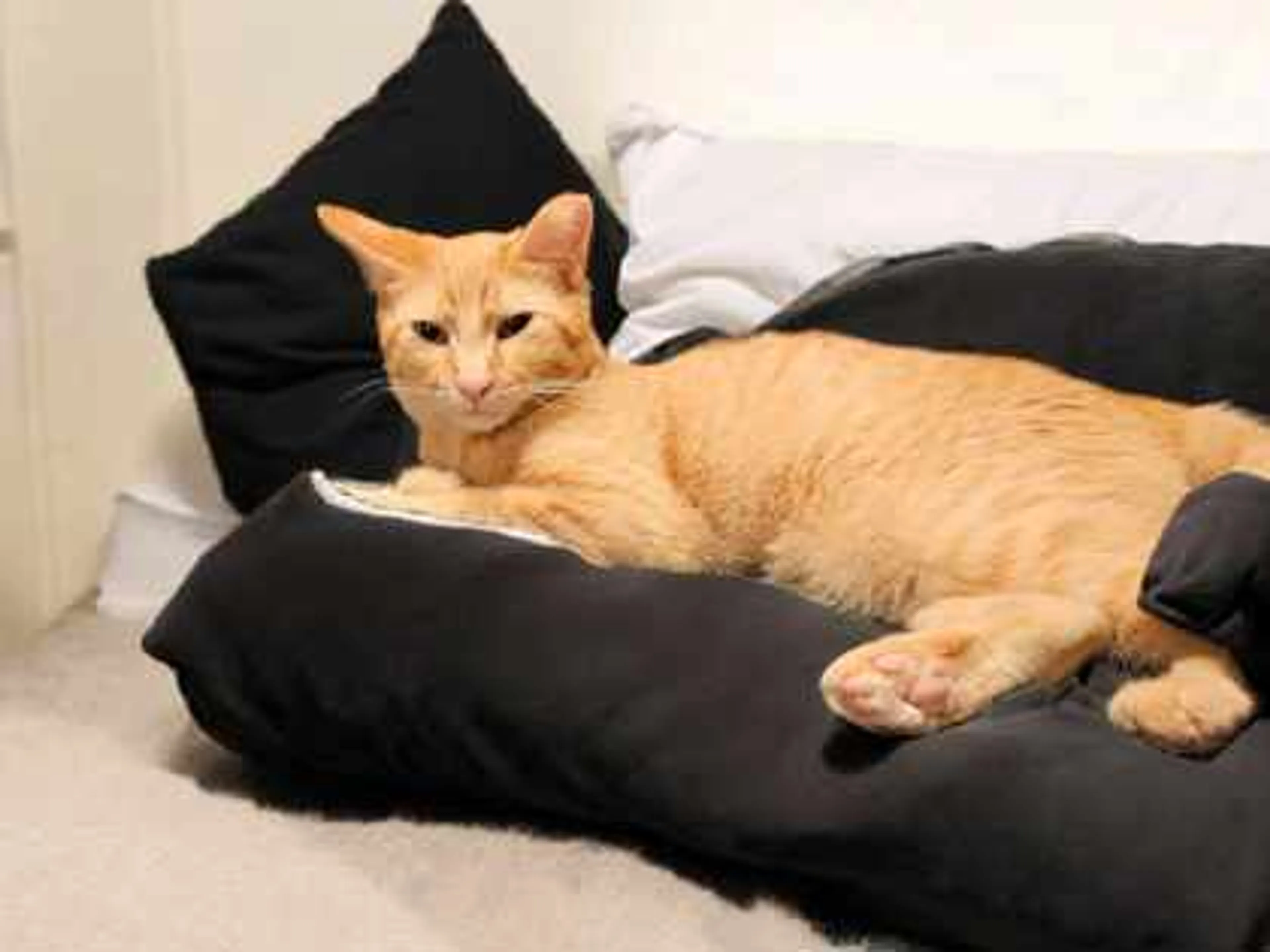 Found pet-2