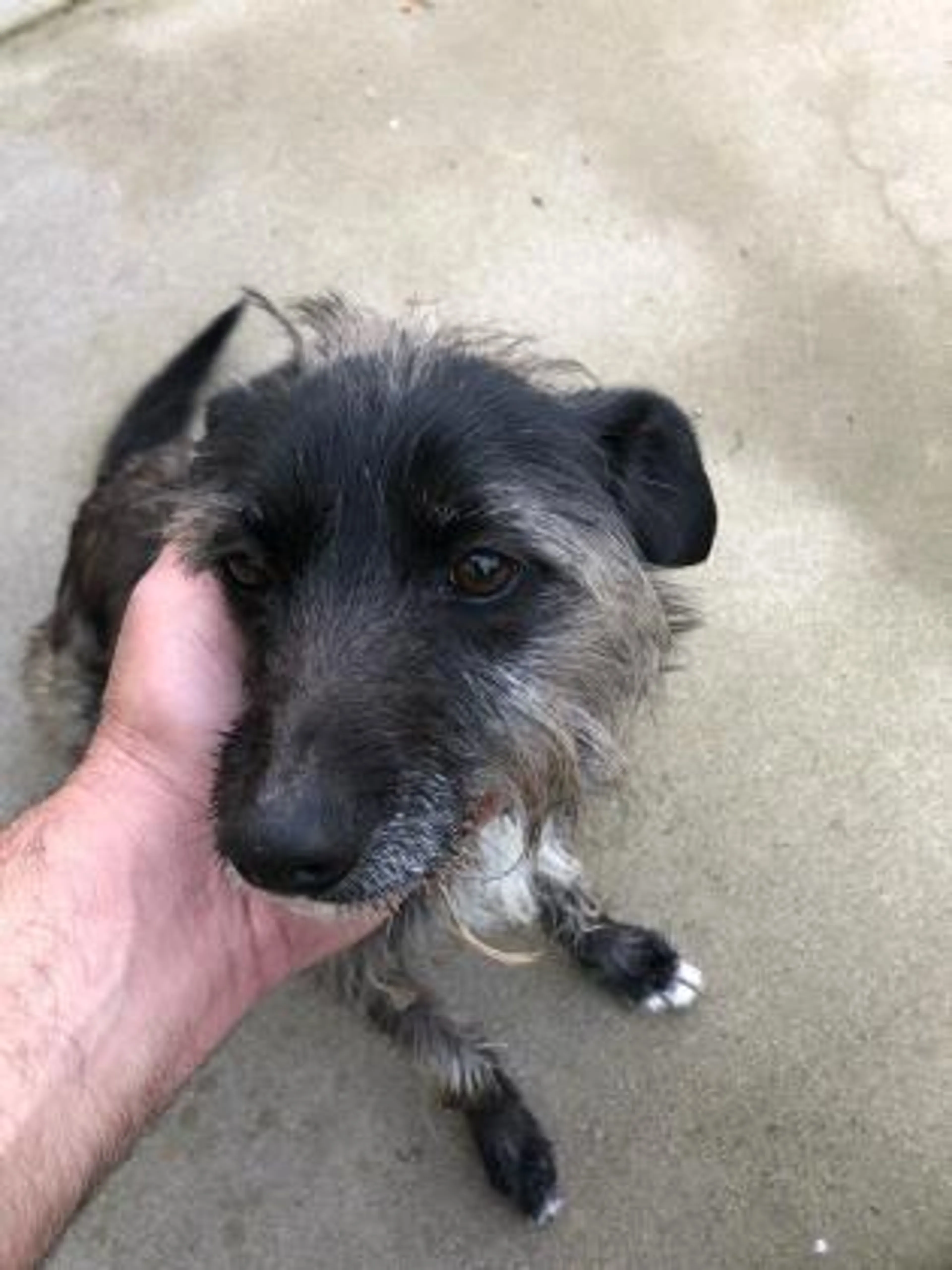 Found pet