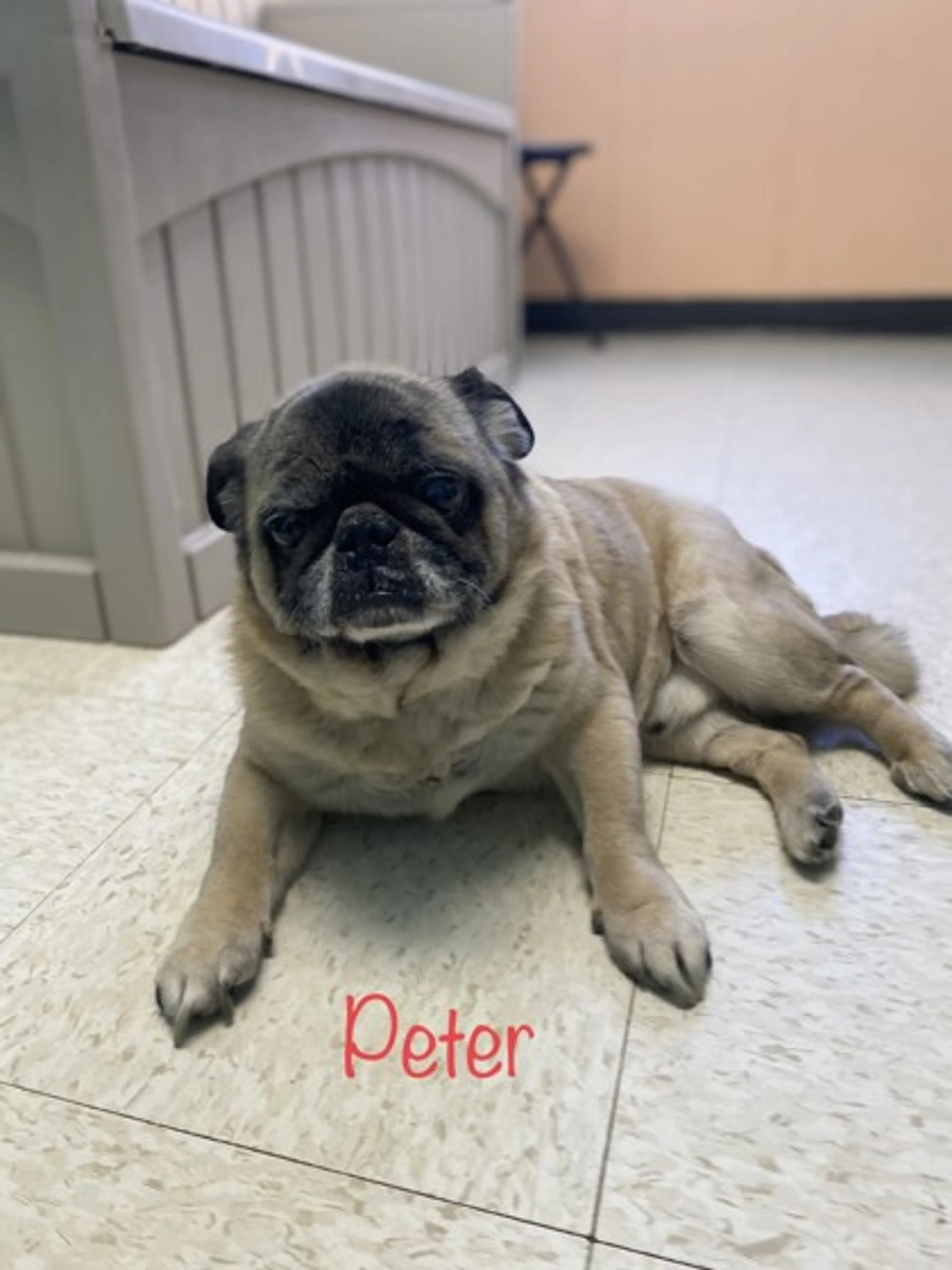 Found pet