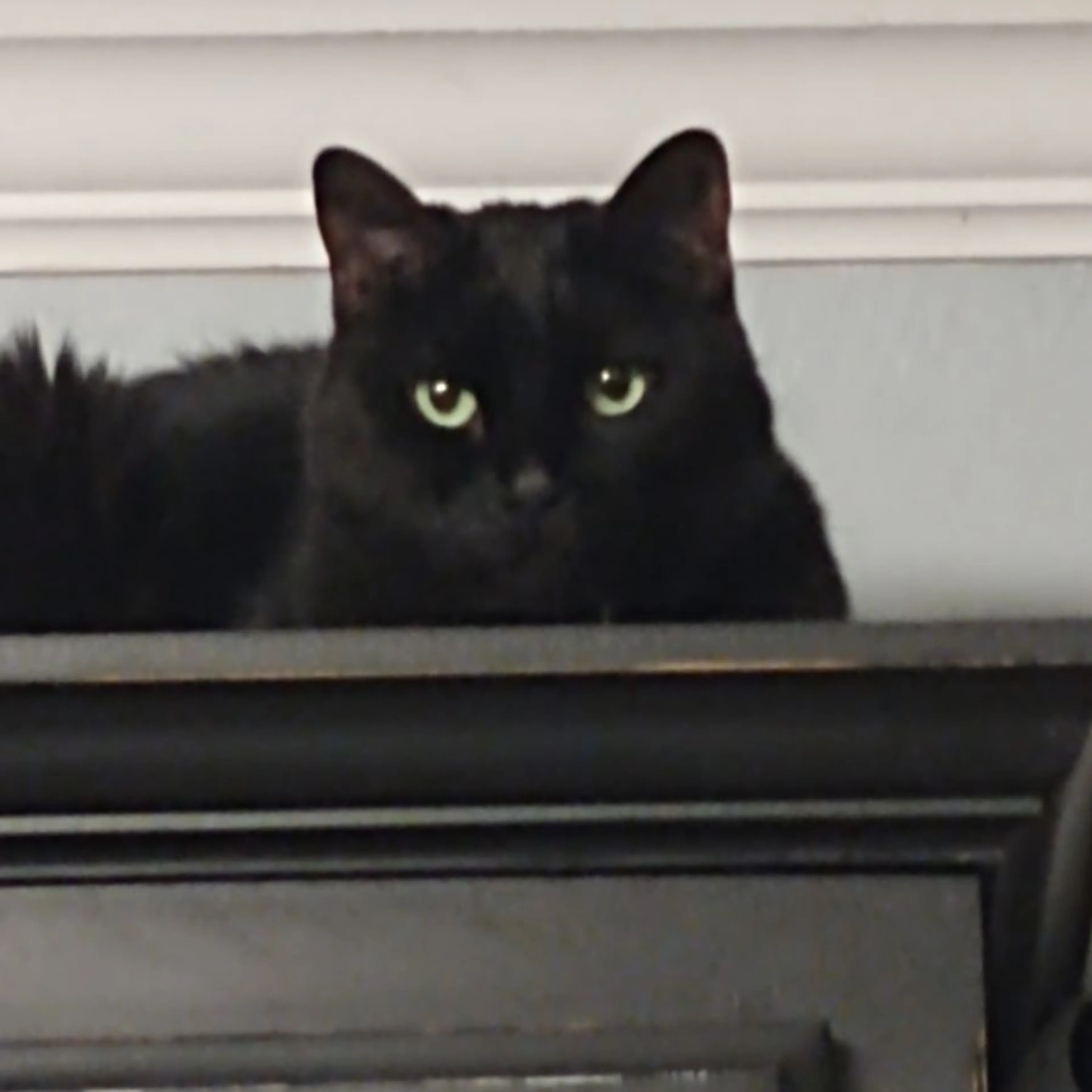 Lost pet-0
