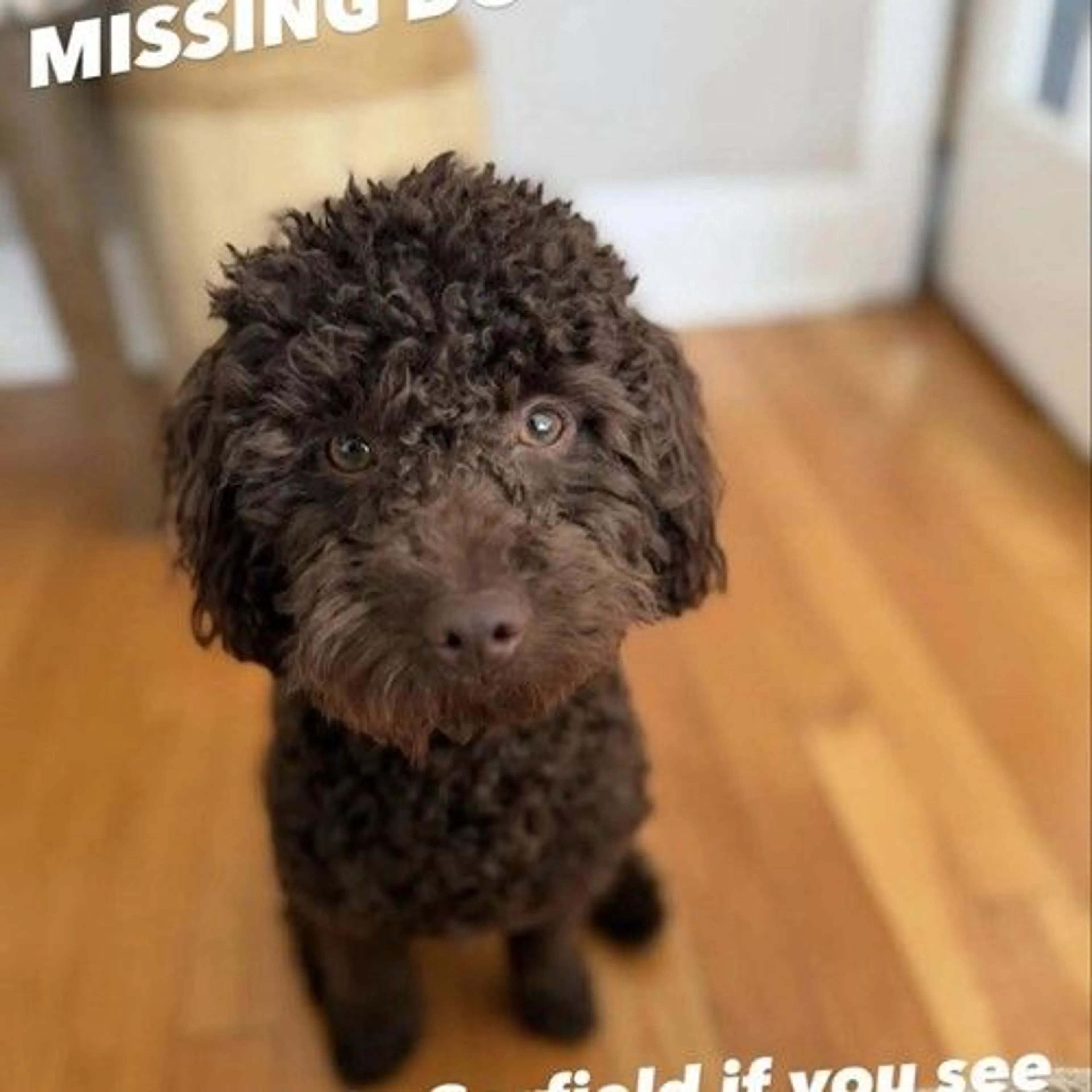 Lost pet