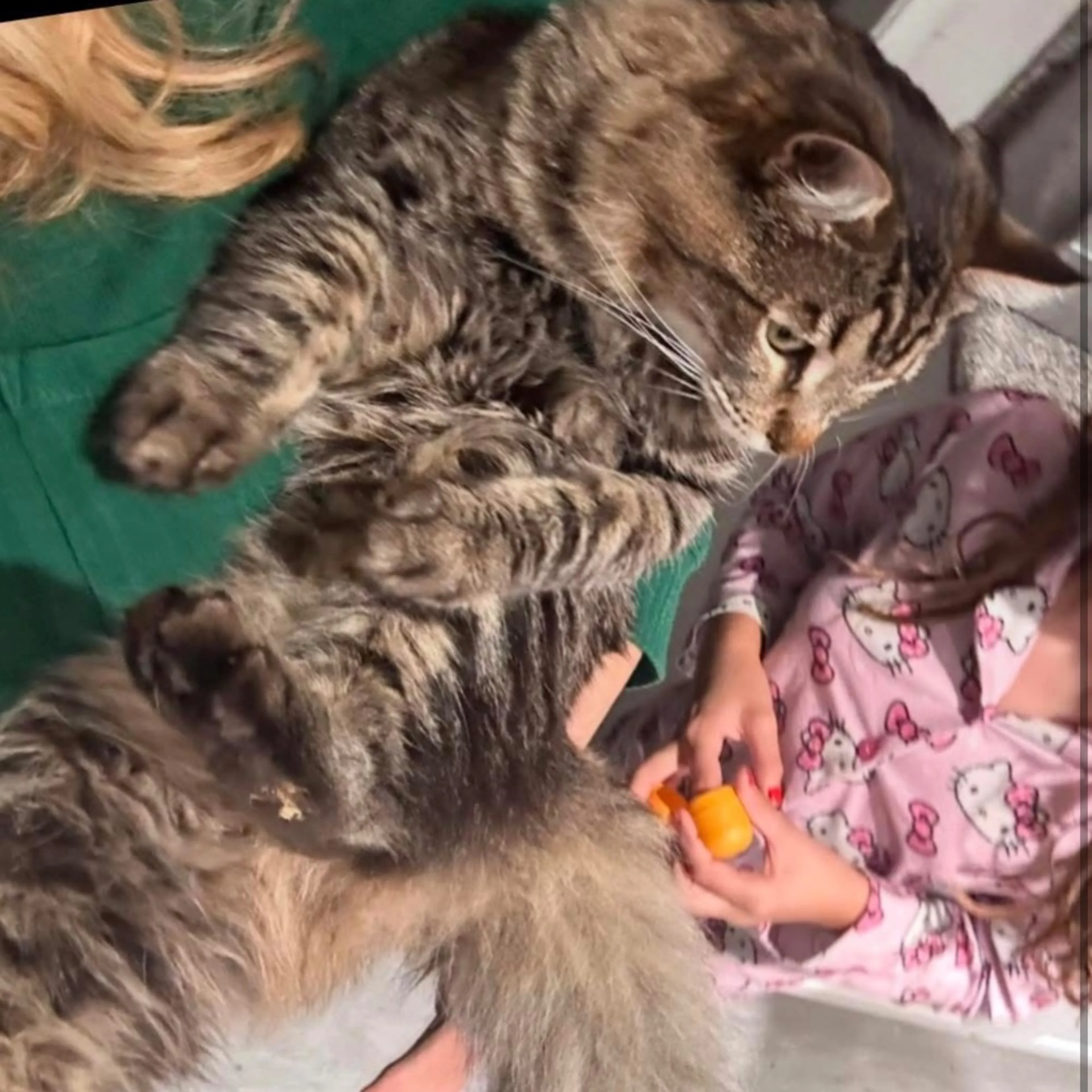 Lost pet-0